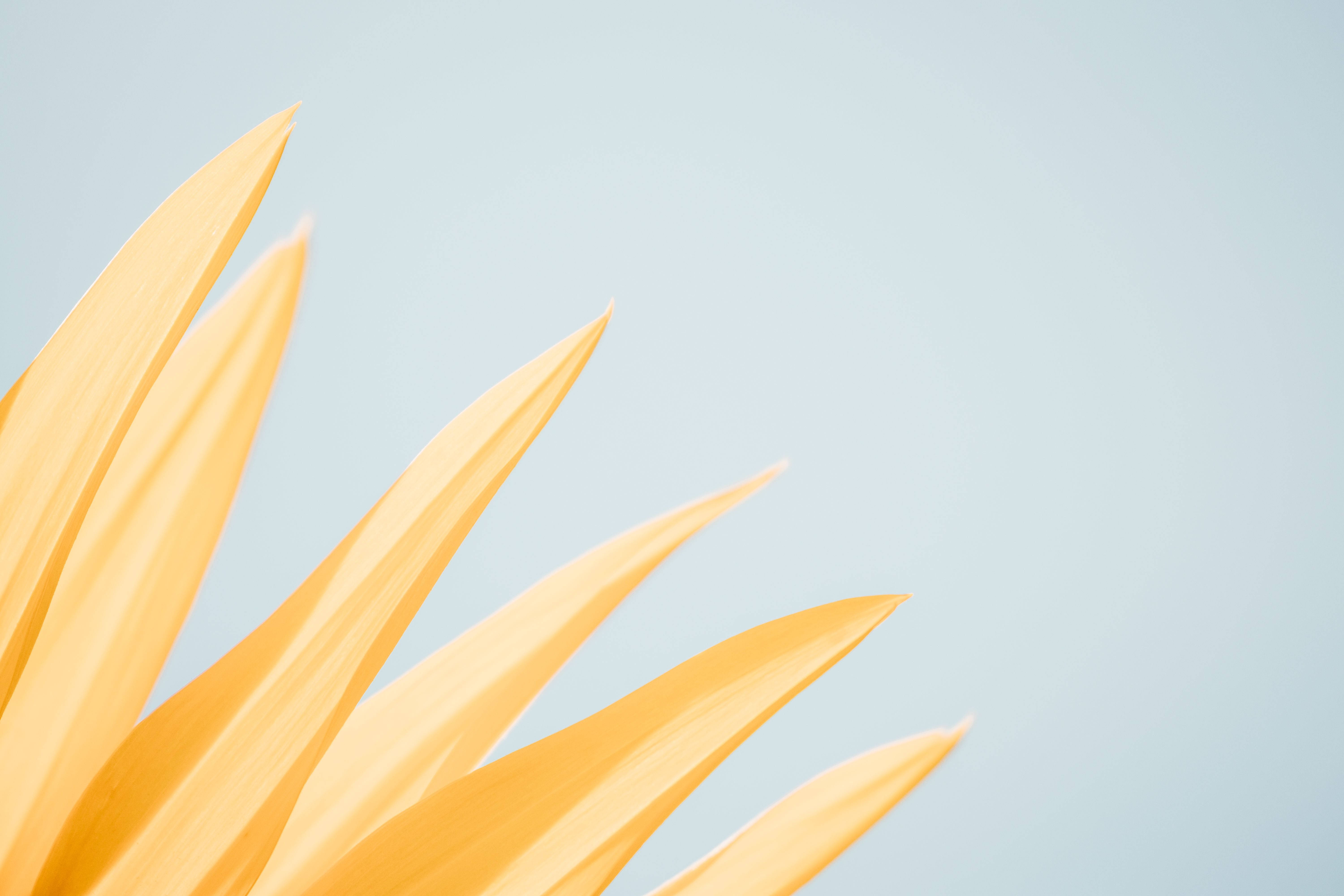 Dilawang Aesthetic na Dilawang Petals Para sa Computer Wallpaper