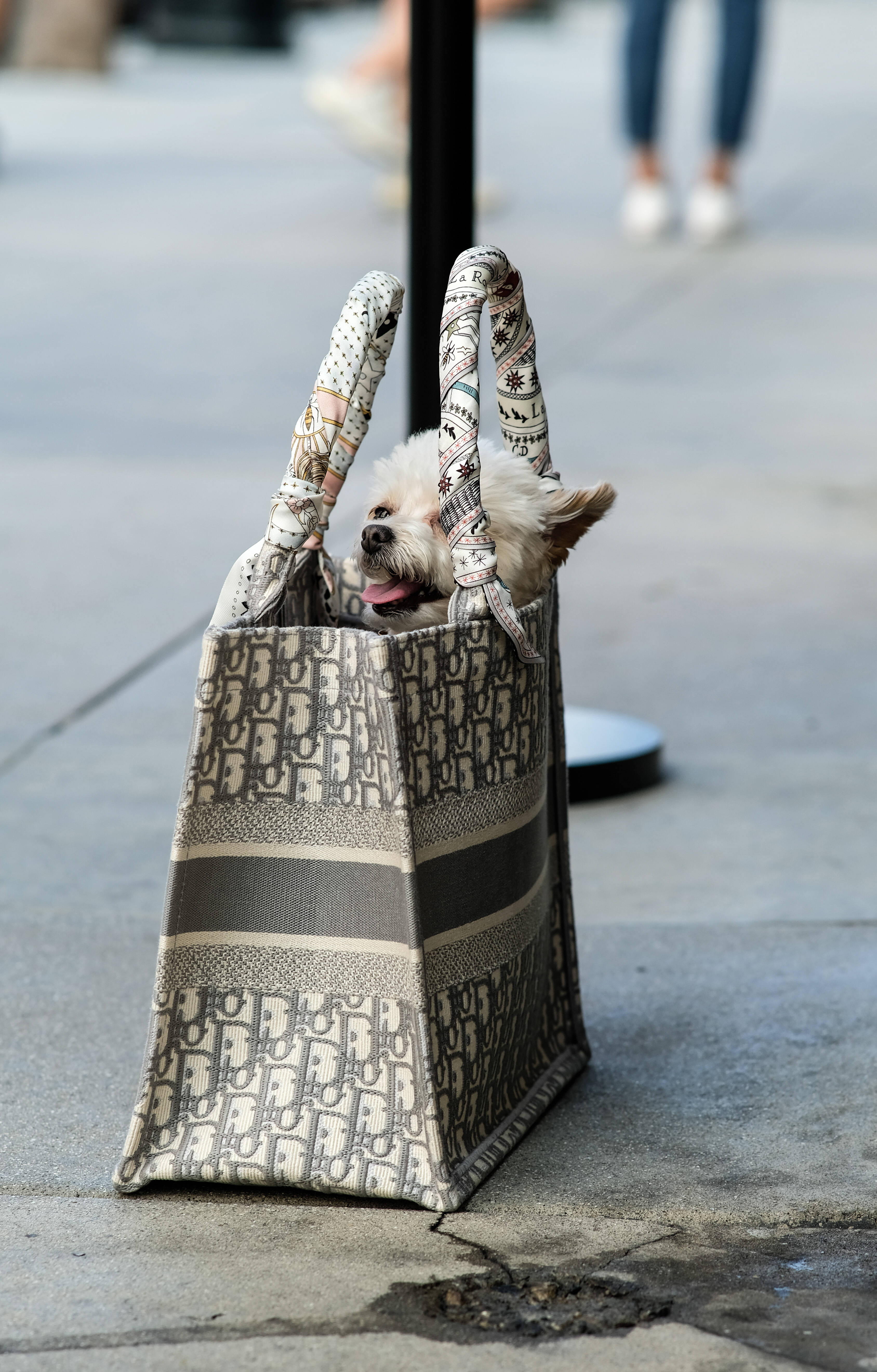Dior Tote Bag Kasama si Puppy Wallpaper