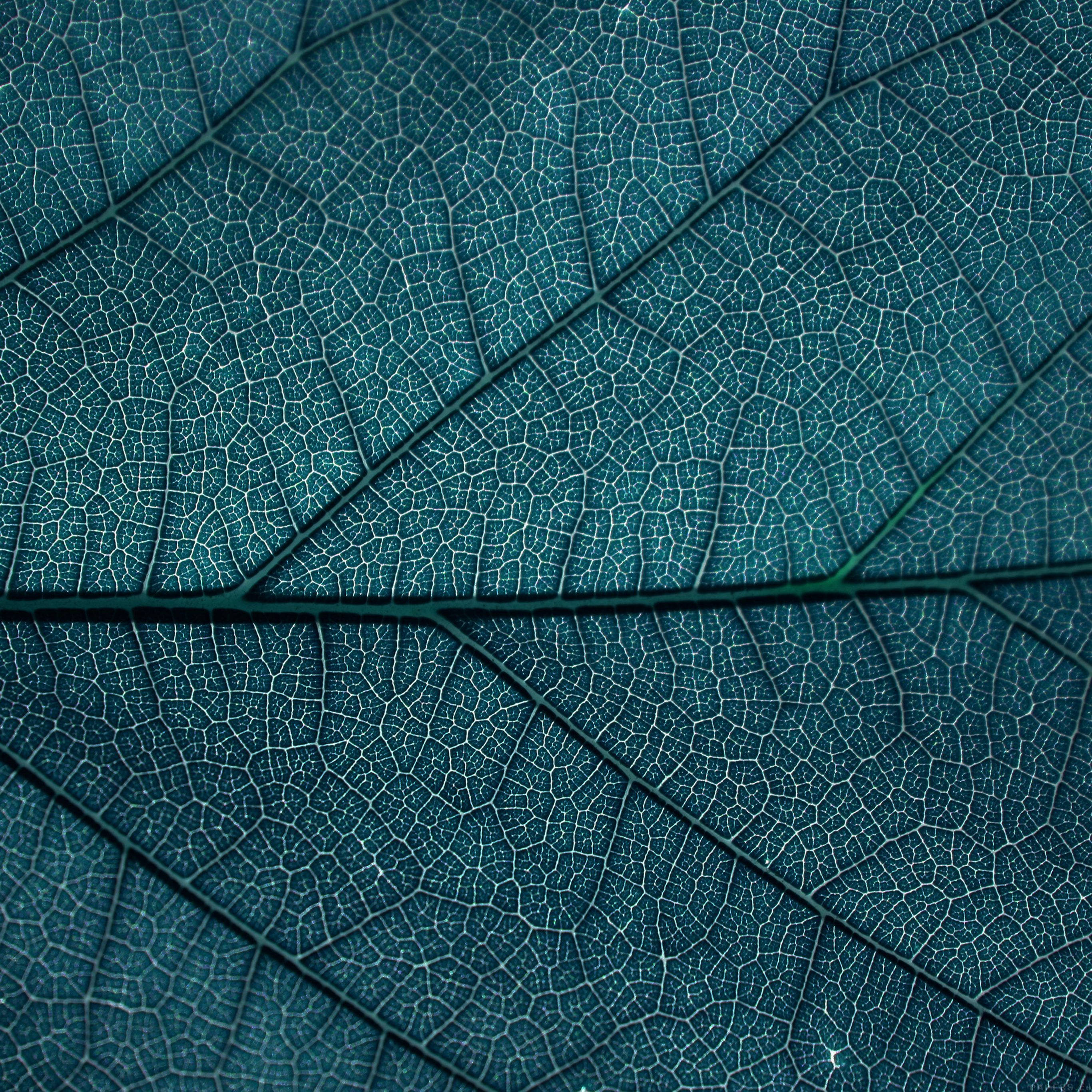 Diseño Estético de Textura de Hoja Wallpaper