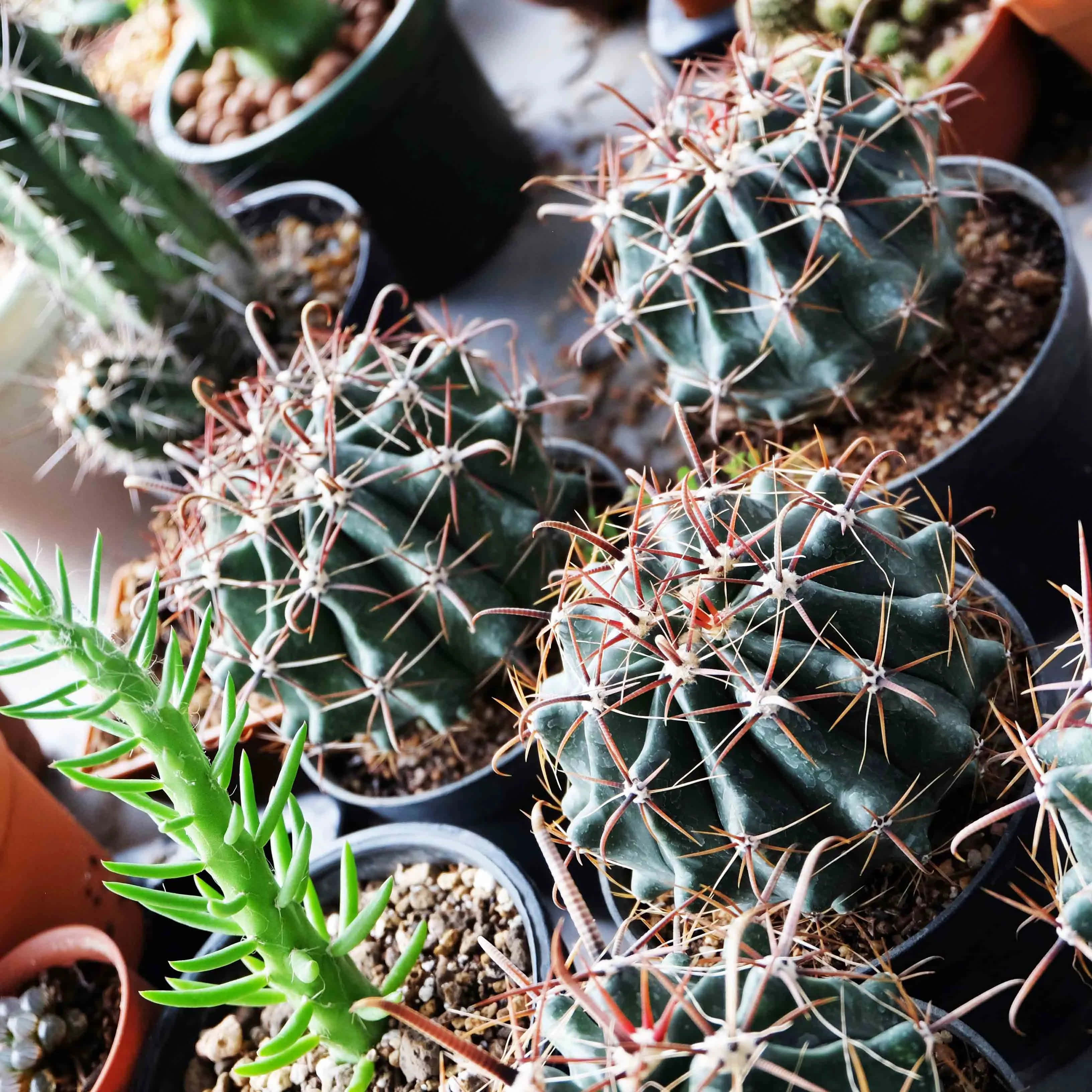 Sari-saring Buhay sa Disyerto - Iba't Ibang Magagandang Halaman ng Cactus Wallpaper