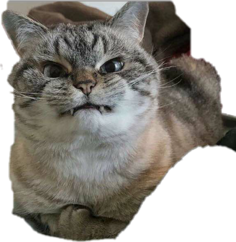 Ekspresyong Naiinis na Pusa Wallpaper