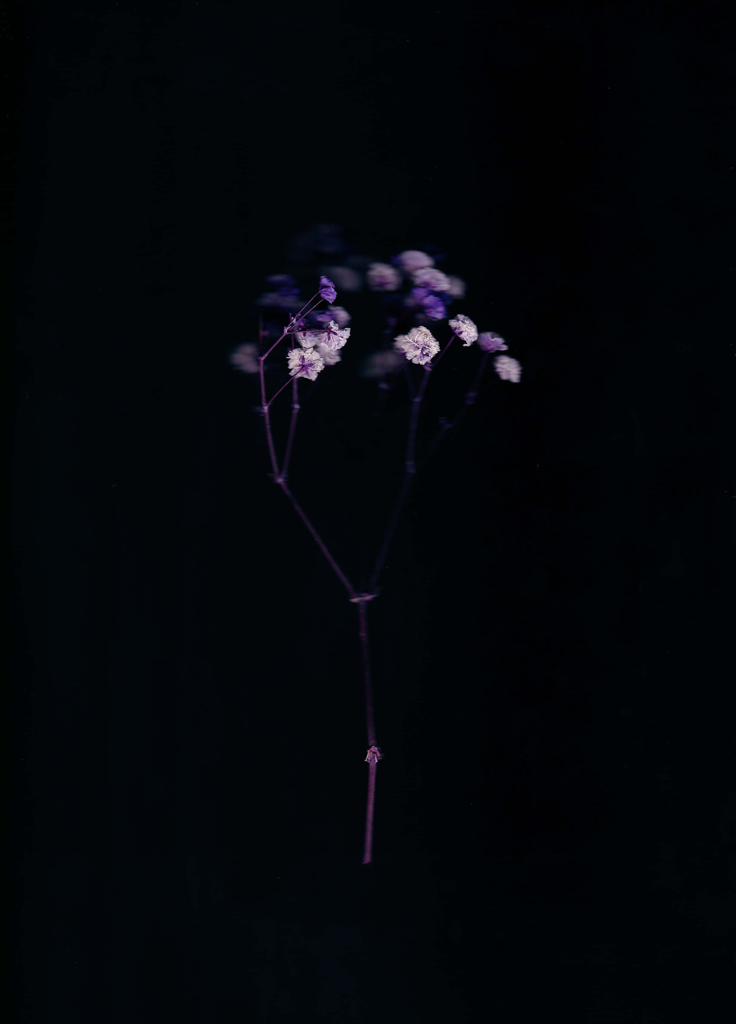 Elegant at daring Aesthetic Black background. Wallpaper