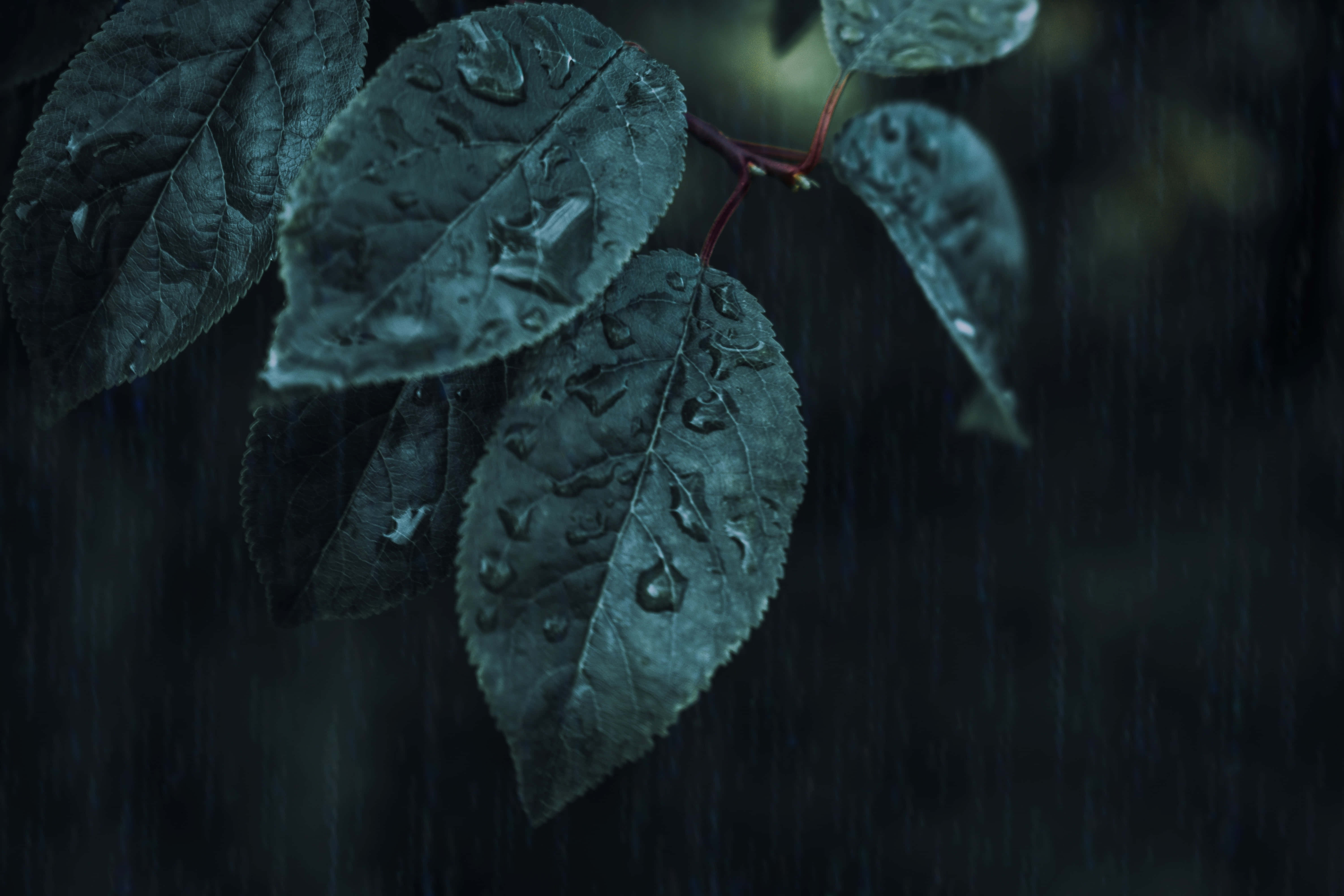 Elegante at Misteryosong Dark Green Aesthetic Wallpaper