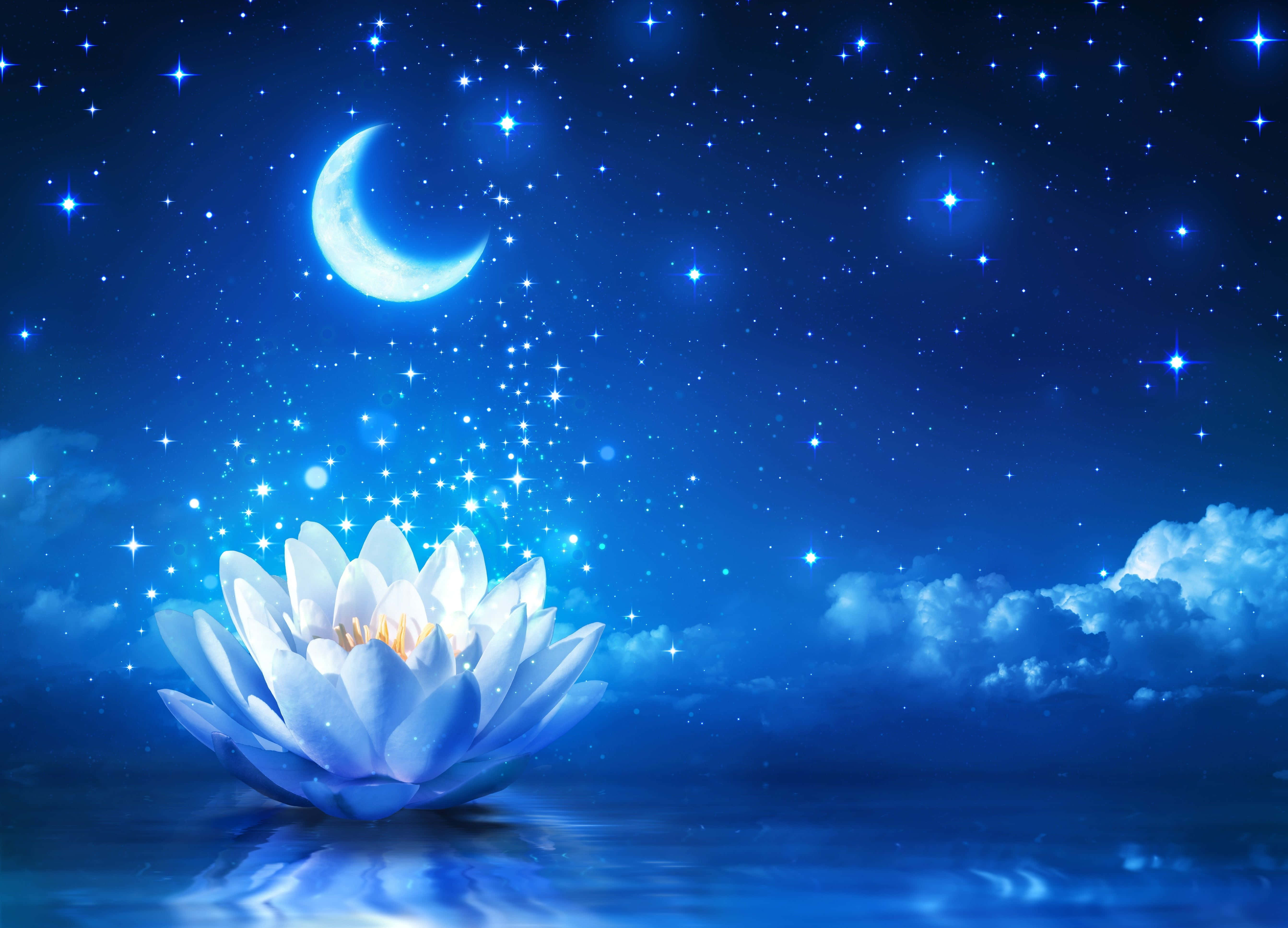 Eleganteng Lotus na Bulaklak sa Buong Pamumulaklak Wallpaper