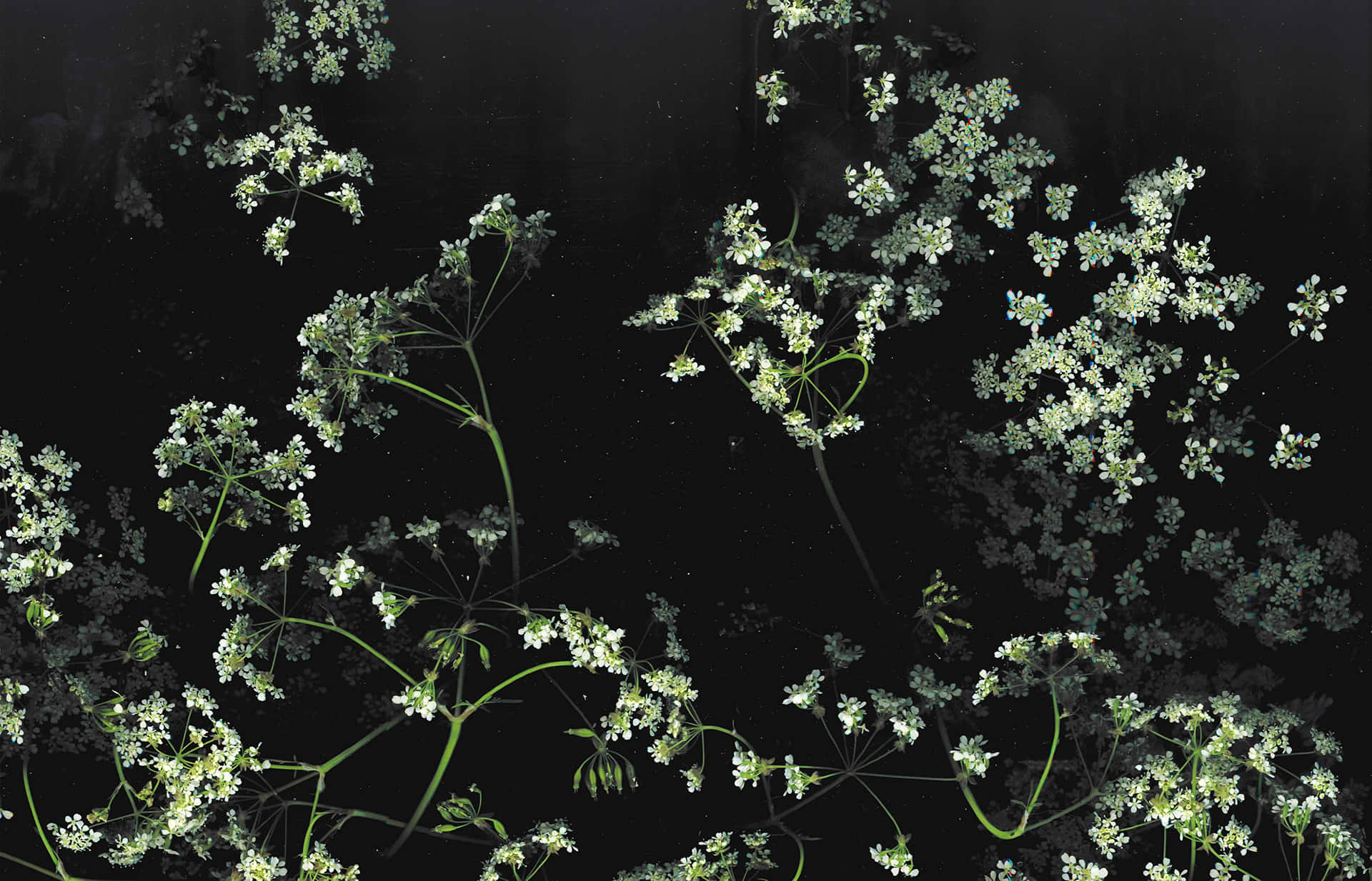 Eleganteng Madilim na Floral na Wallpaper