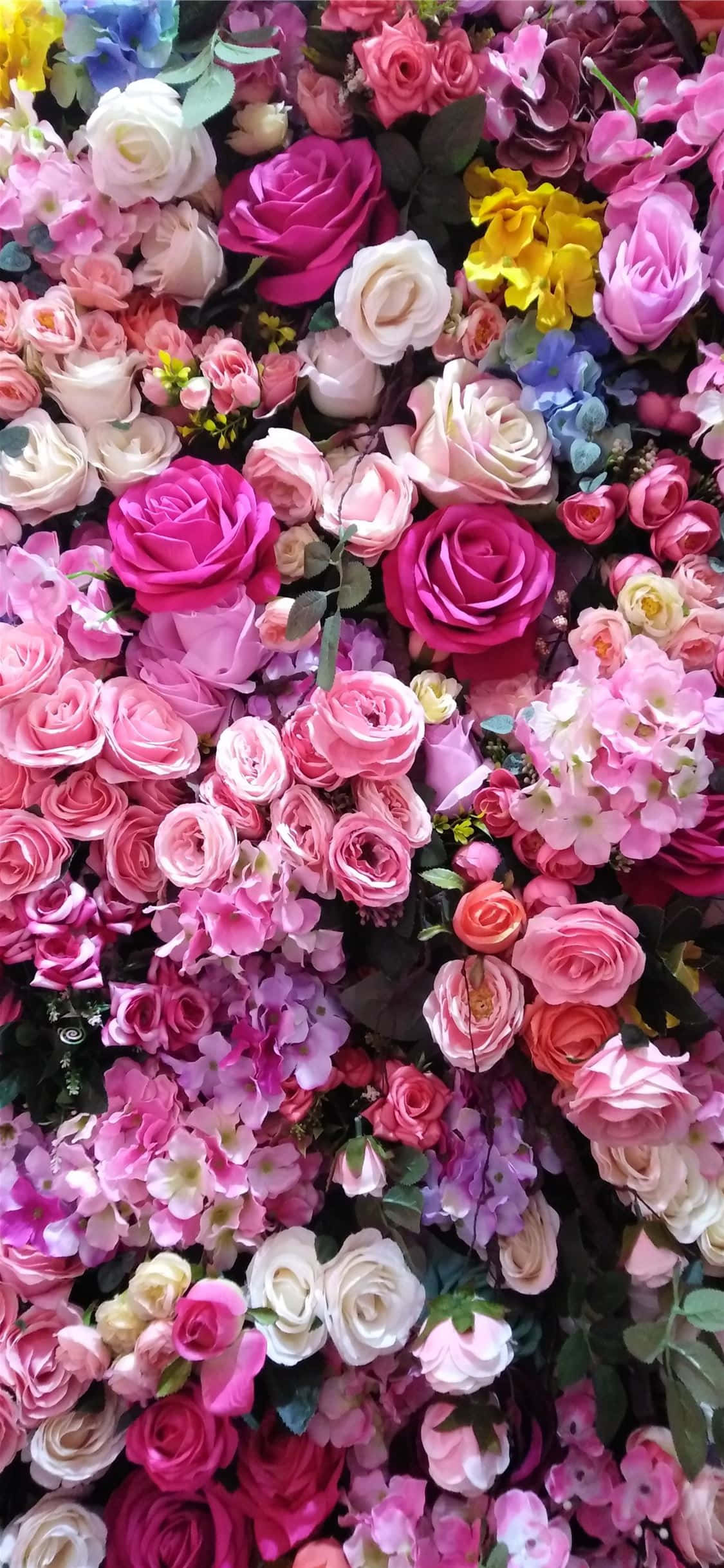 Eleganteng Walang Hanggang na mga Rosas sa Buong Pamumulaklak Wallpaper