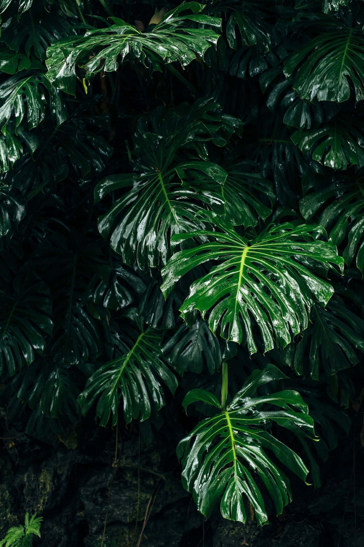 Enchanting Dark Green Aesthetic Background Wallpaper