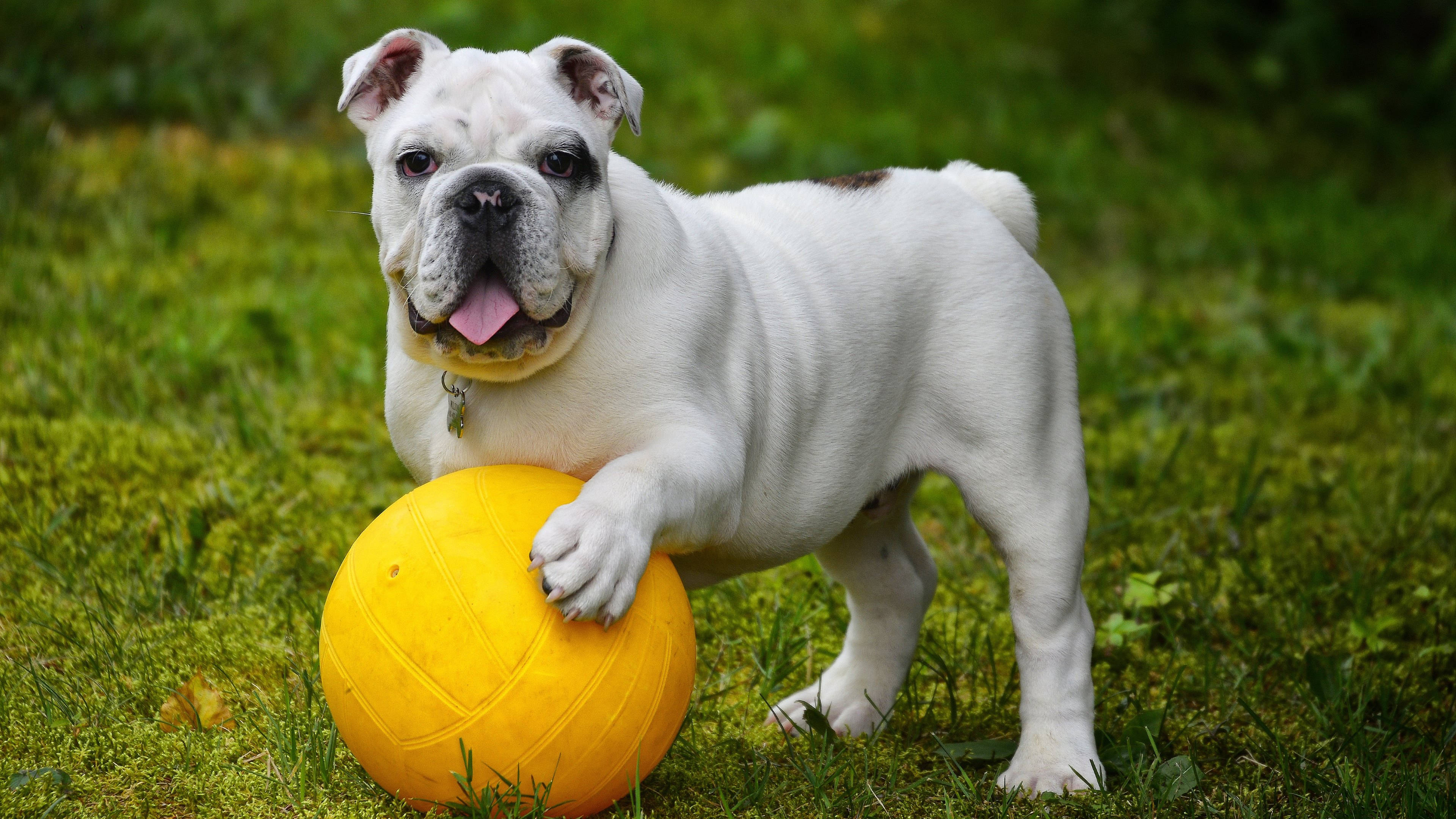 English Bulldog Bola Wallpaper