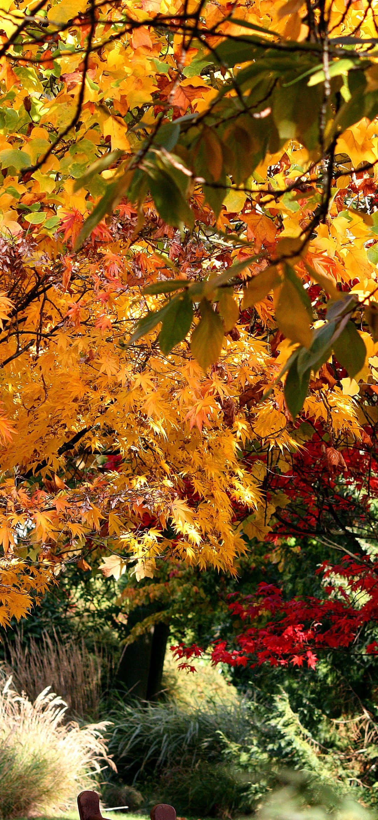 Enjoy ang Crisp Autumn Color gamit ang iPhone Xs Max Wallpaper