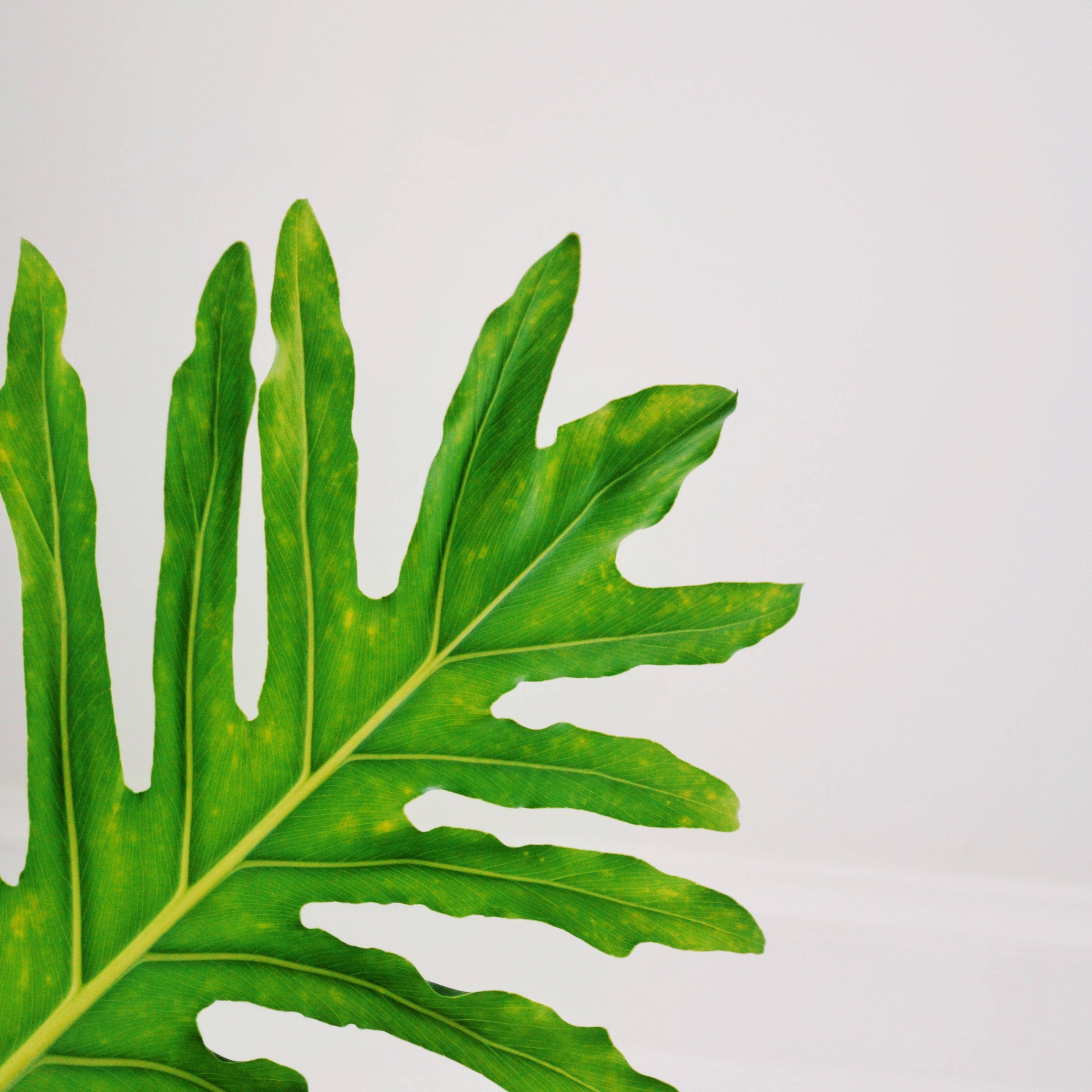 Enjoy Health & Vitality kasama ang Leaf Wallpaper