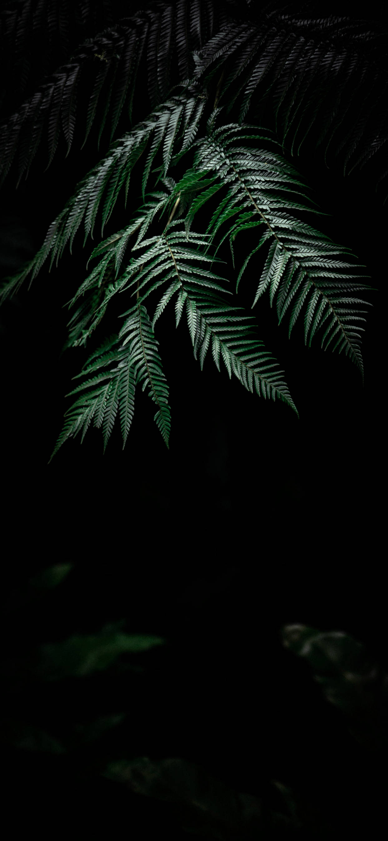 Tangkilin ang Ganda ng Kalikasan gamit ang Plant iPhone Wallpaper