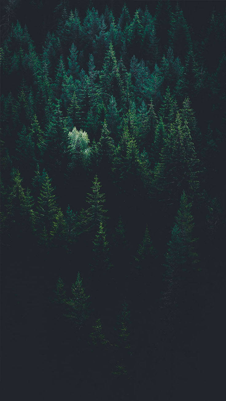 I-enjoy ang kagandahan ng gubat - direkta sa iyong iPhone X Wallpaper