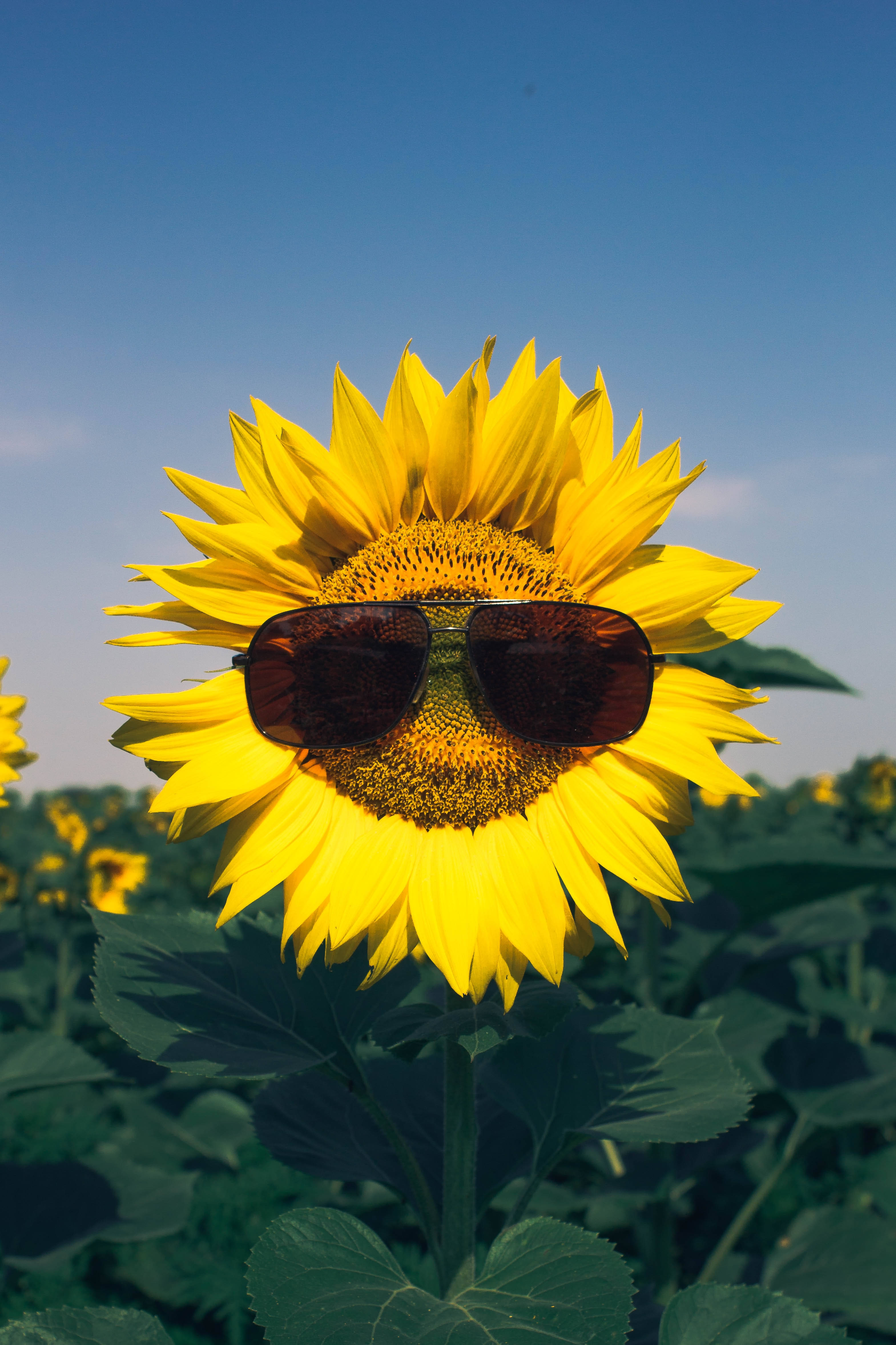 Enjoy the Sunshine in Style Wallpaper