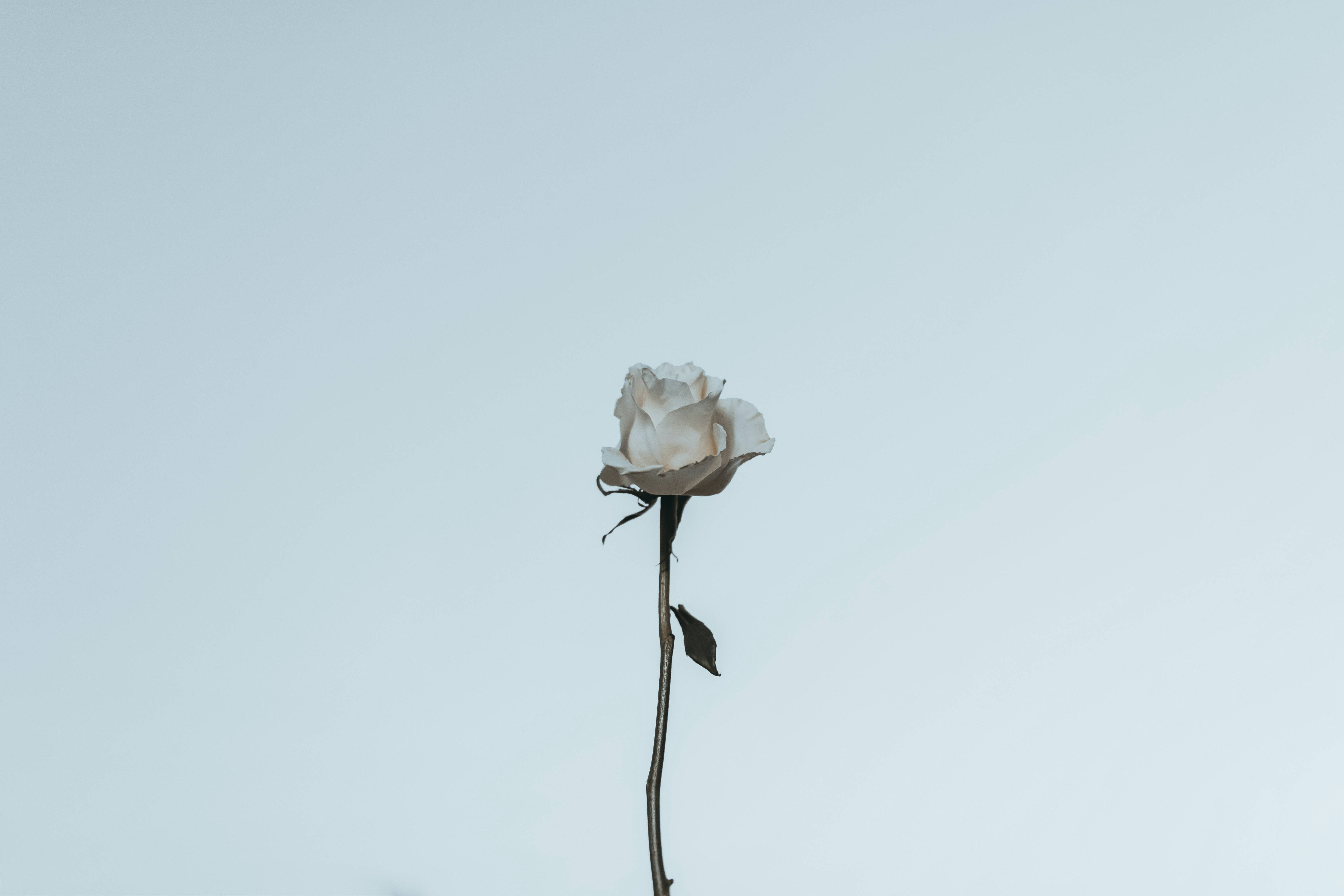 Estetika ng Puting Rosas Wallpaper