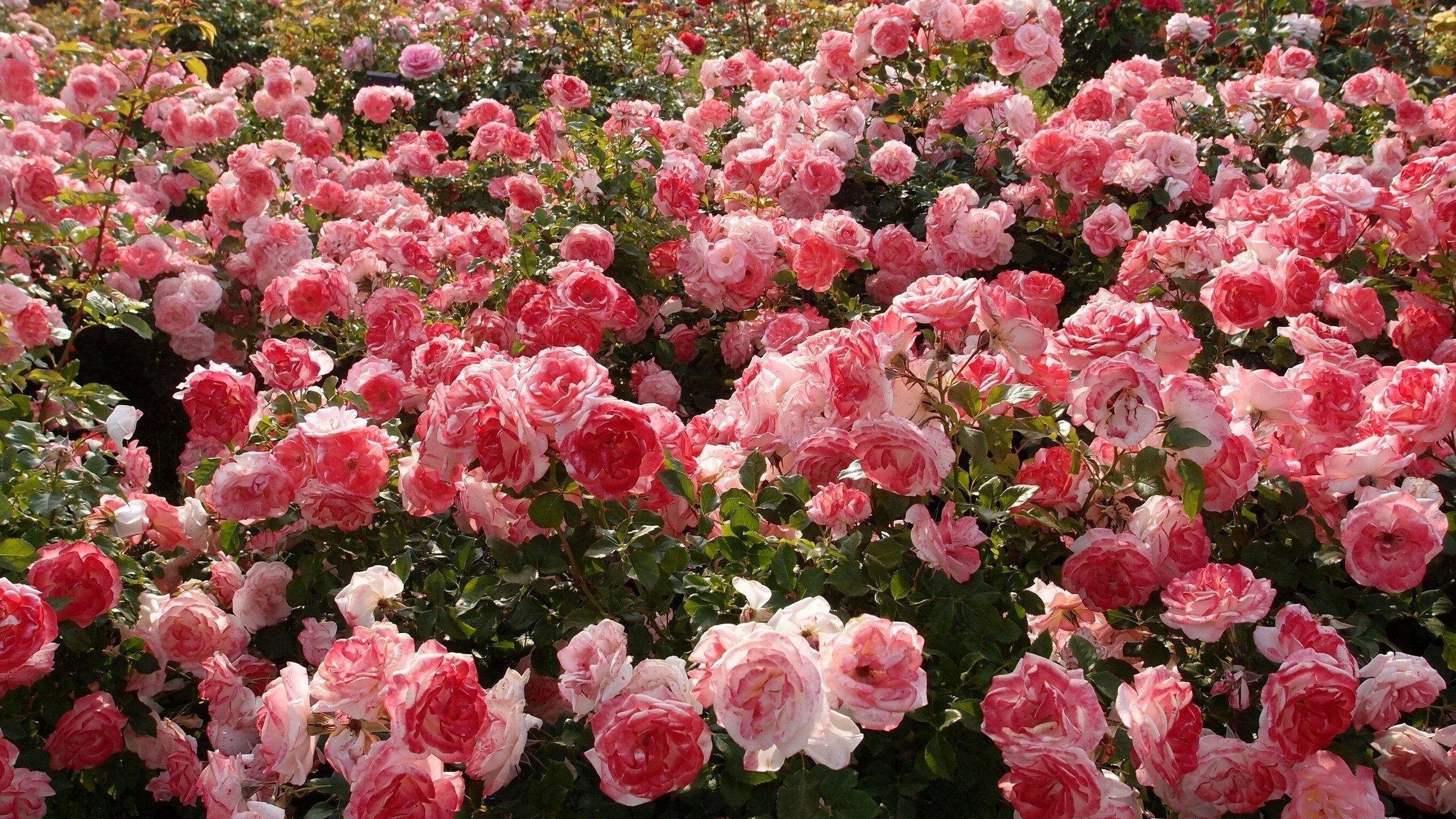 Estetika ng Rosas na Rosas Wallpaper