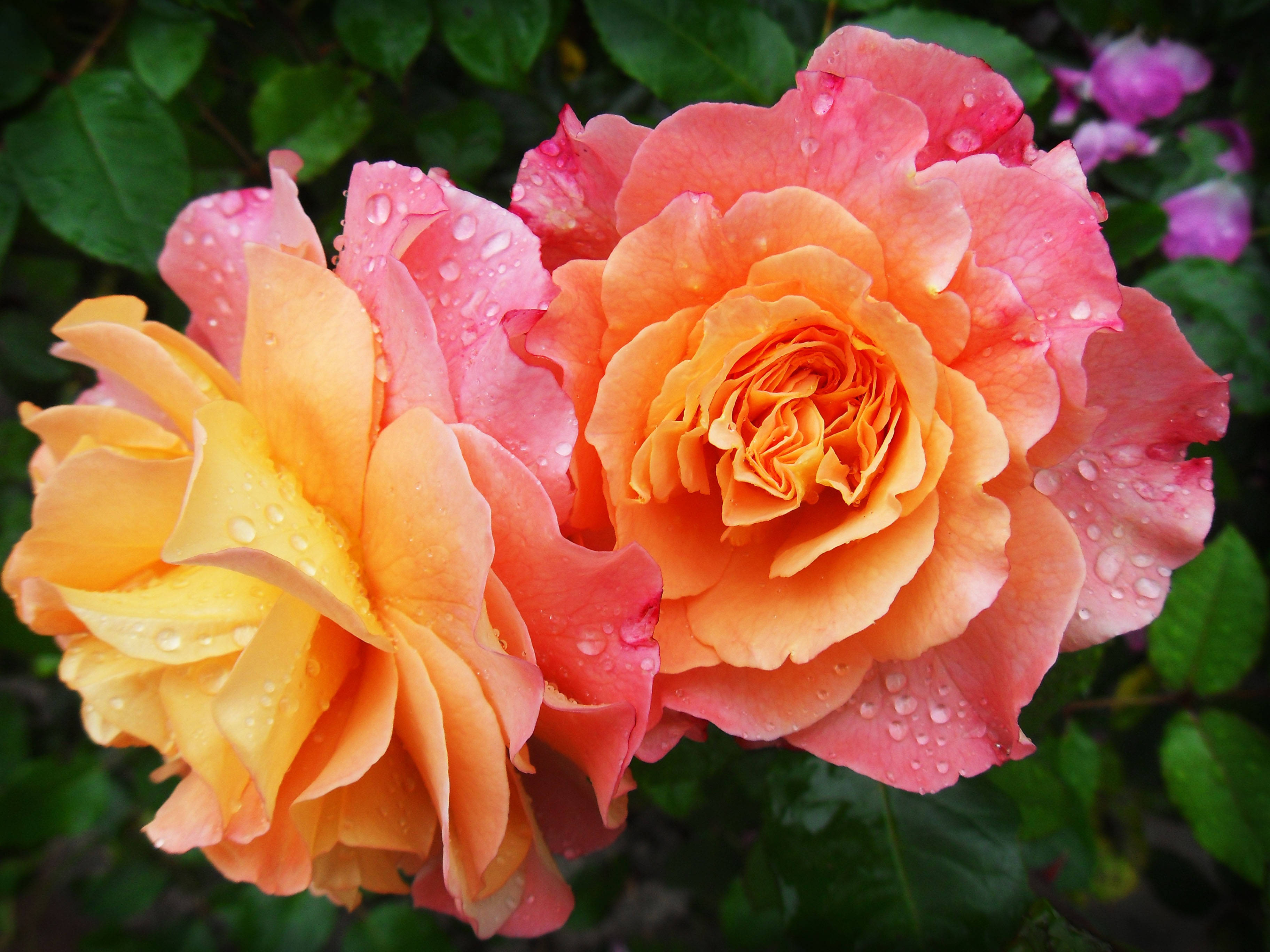 Estetikang Dilaw at Rosas na Rosas Wallpaper