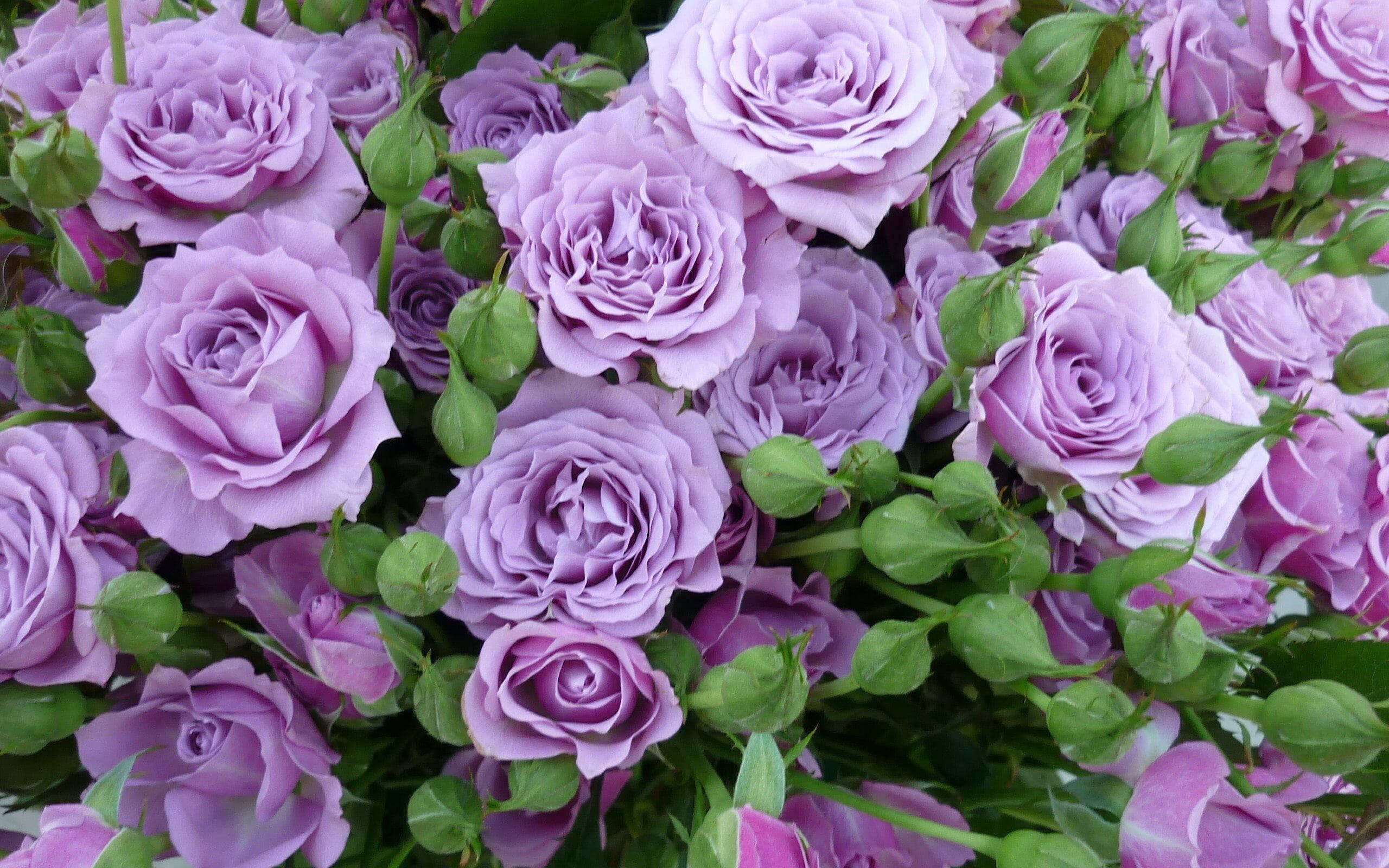 Estetikang Lilac Rose Wallpaper