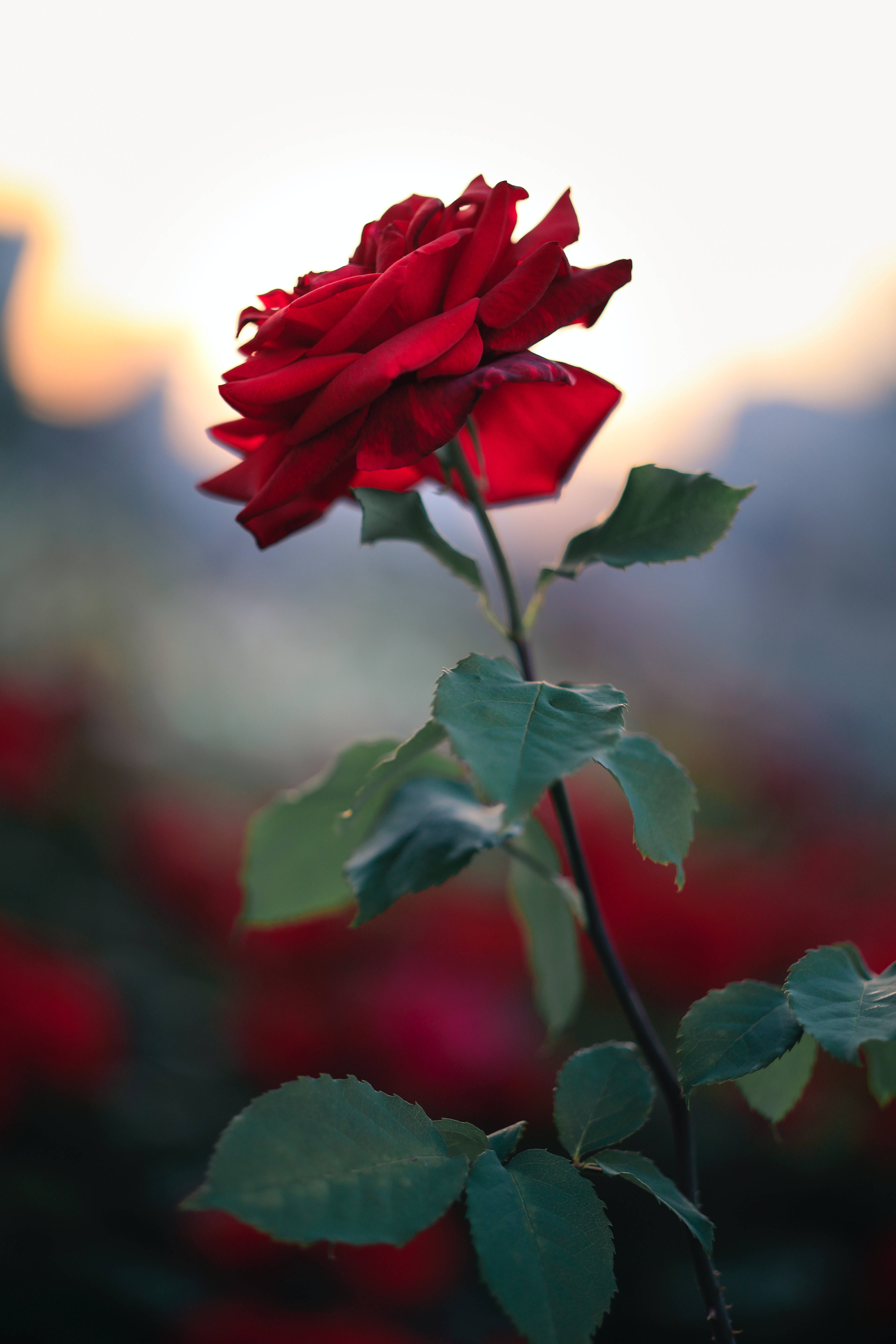 Estetikang Rosas na May Piling Pokus Wallpaper