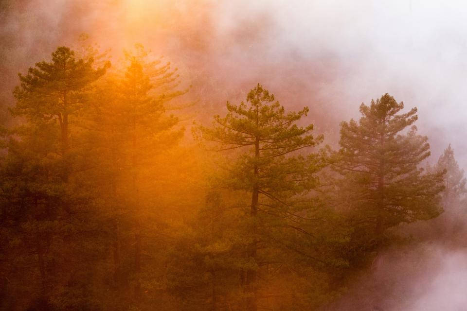 Ethereal na Kagandahan ng Maulap na Kagubatan Wallpaper