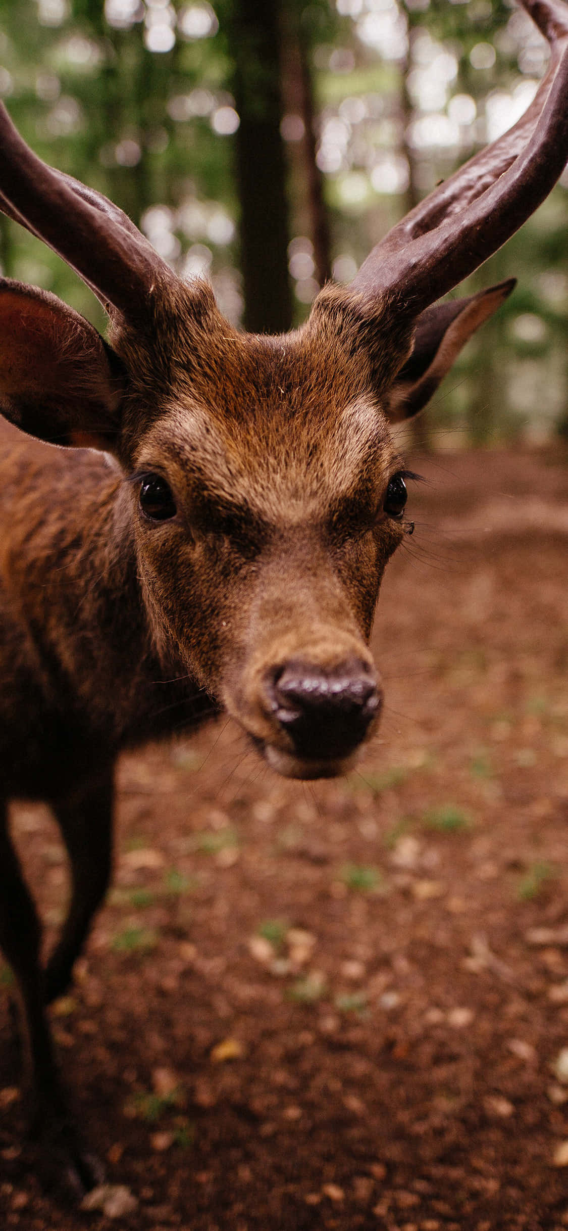 Tuklasin ang kagandahan ng kalikasan gamit ang nakakagulat na Animals iPhone wallpaper