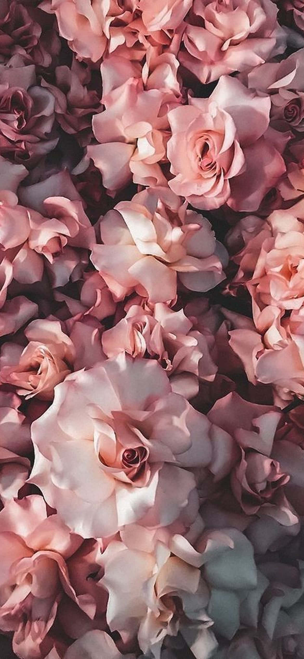 Exquisite Bloom - Masiglang iPhone Flowers Design Wallpaper