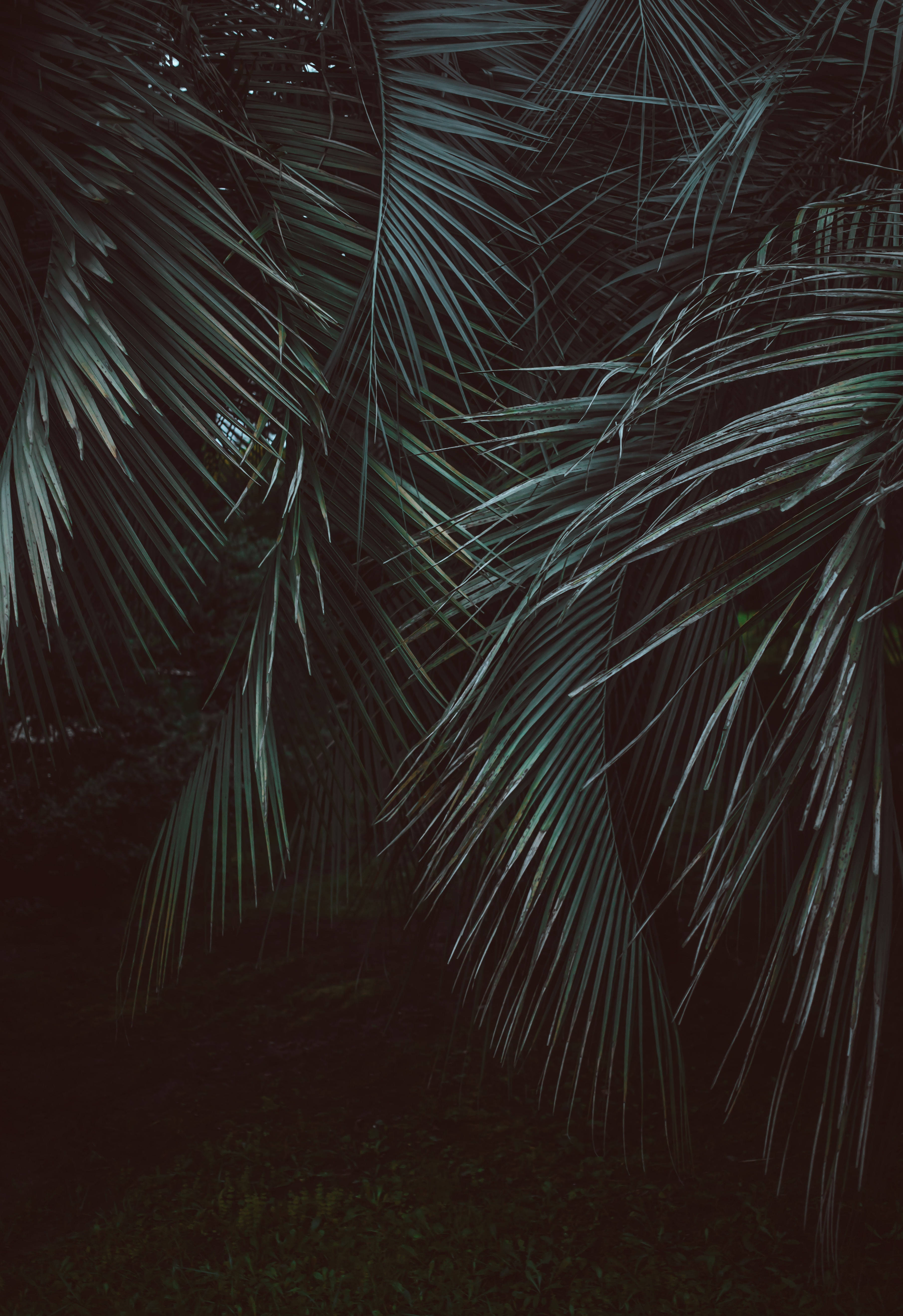 Feather-Leaved Palms sa Jungle Wallpaper