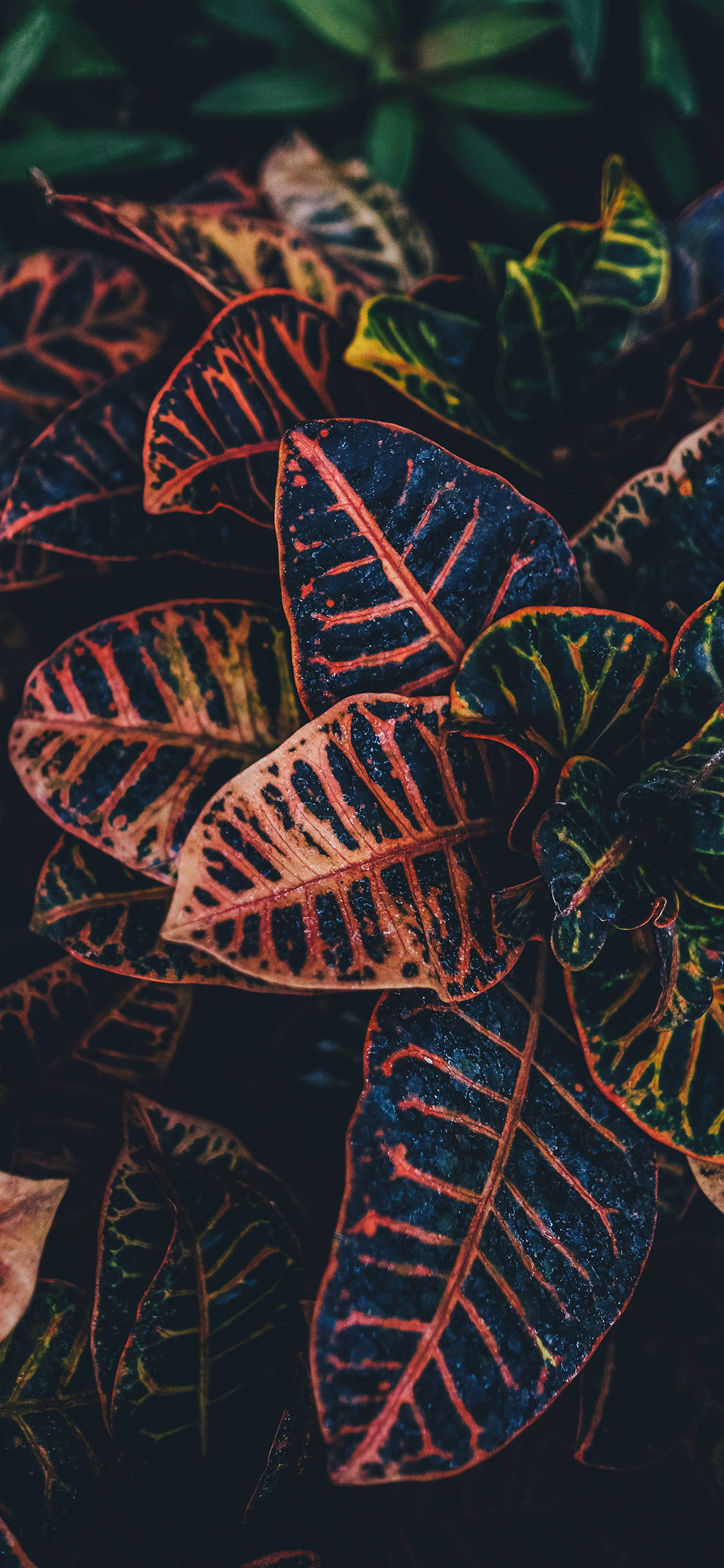Feel at One with Nature - the Perfect Algorithm Wallpaper