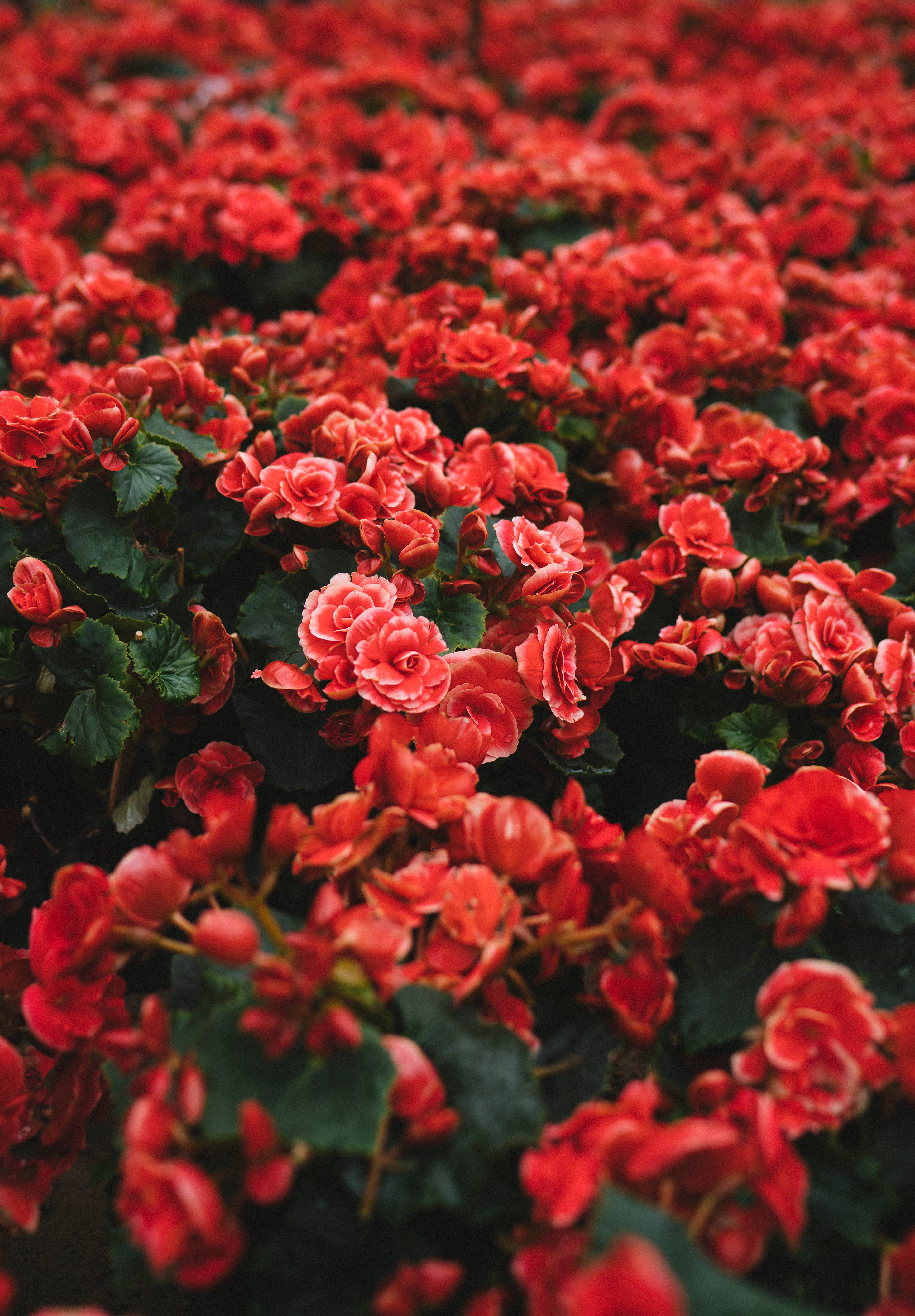 Field of red beauty Wallpaper