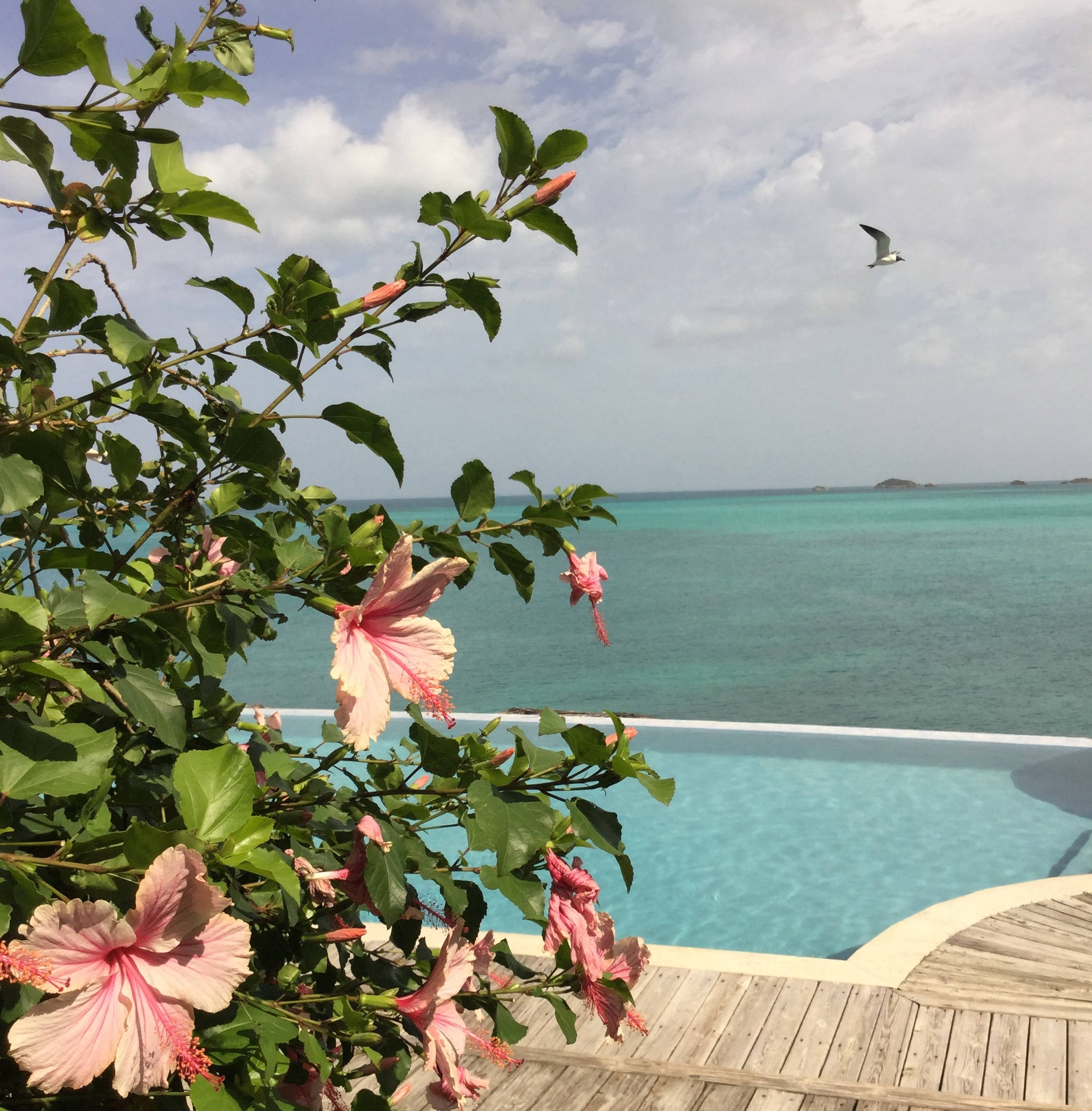 Bulaklak Antigua at Barbuda Wallpaper