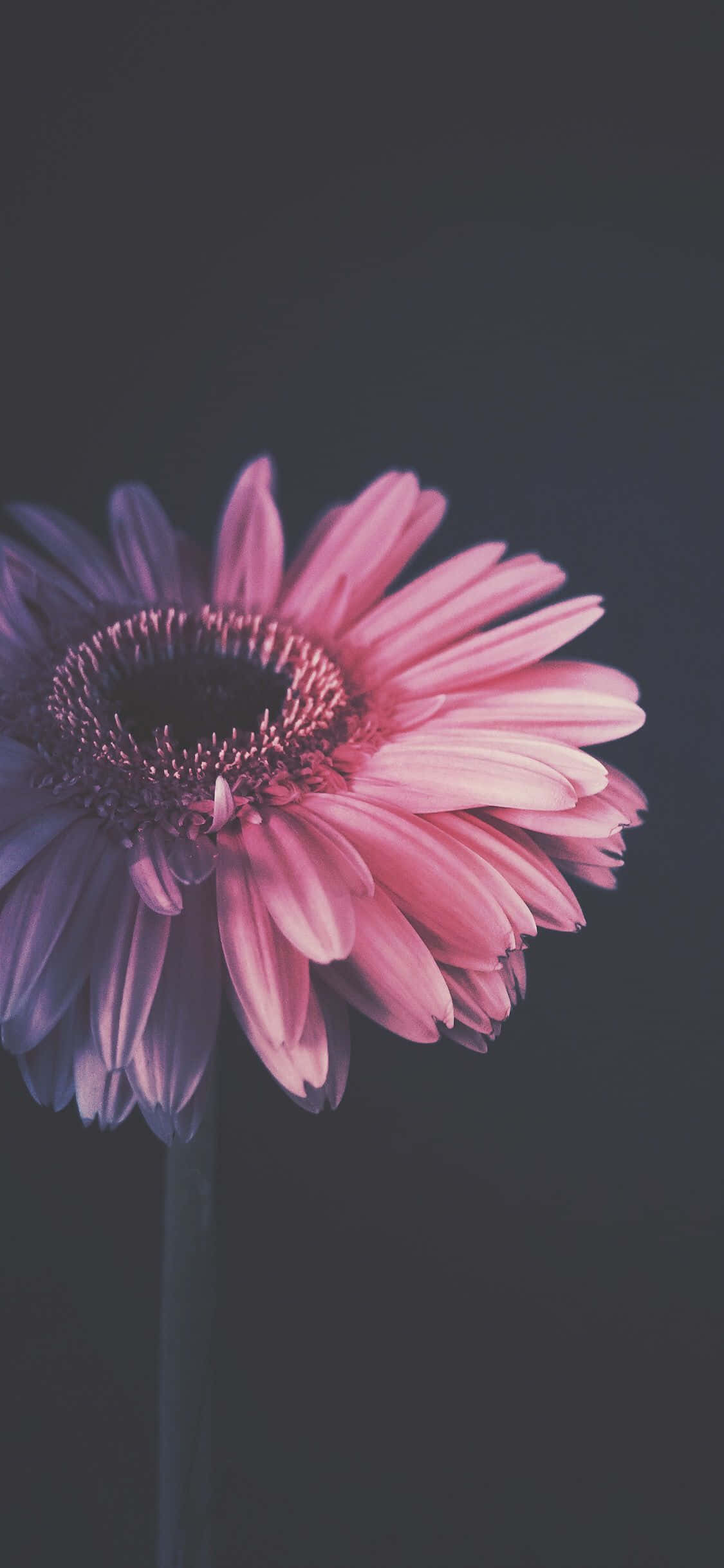 Flower iPhone Barberton Daisy Dark Photography Picture Wallpaper