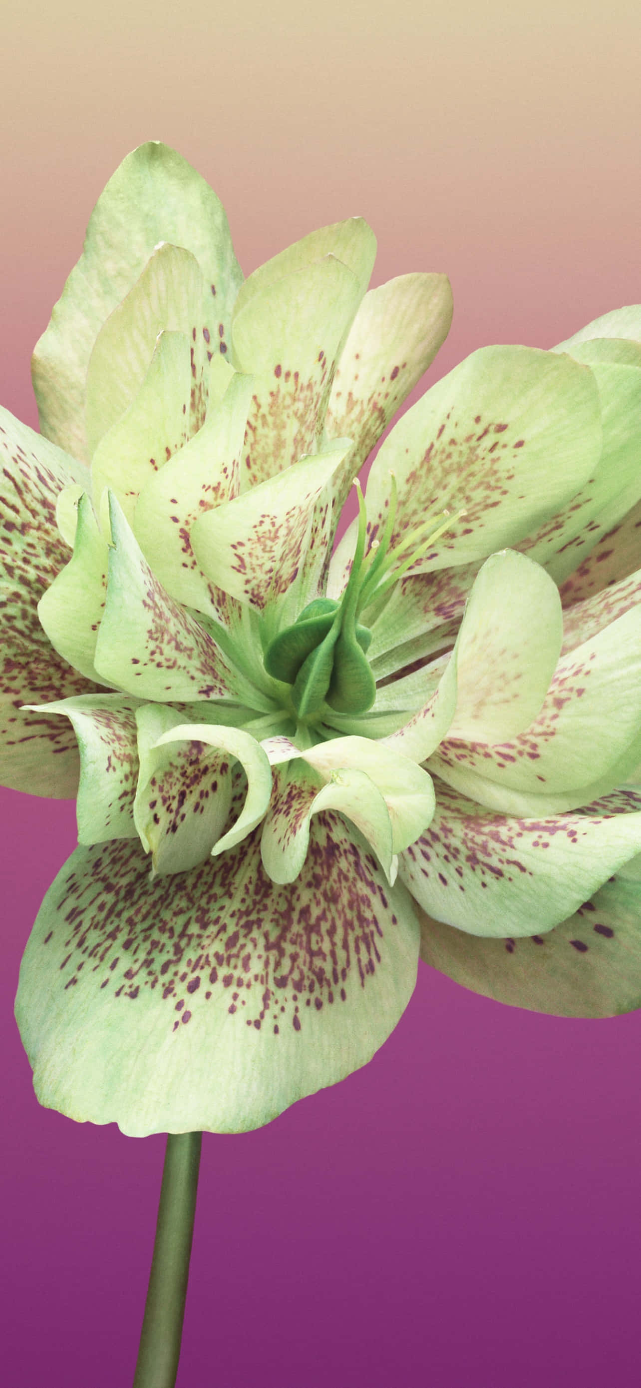 Flower iPhone Helleborus Orientalis Picture Wallpaper