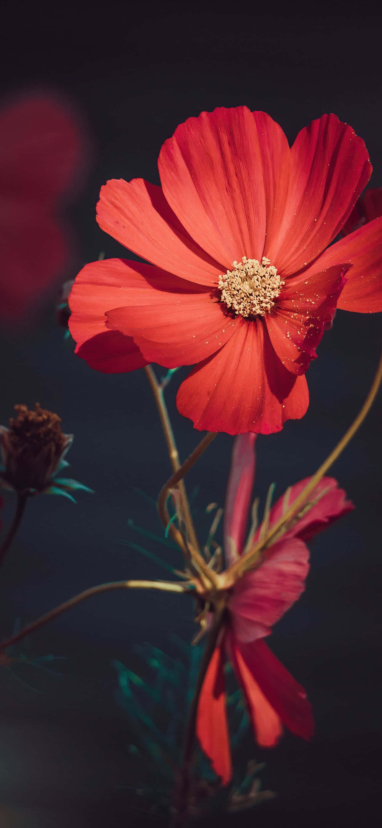 Flower iPhone Red Garden Cosmos Picture Wallpaper