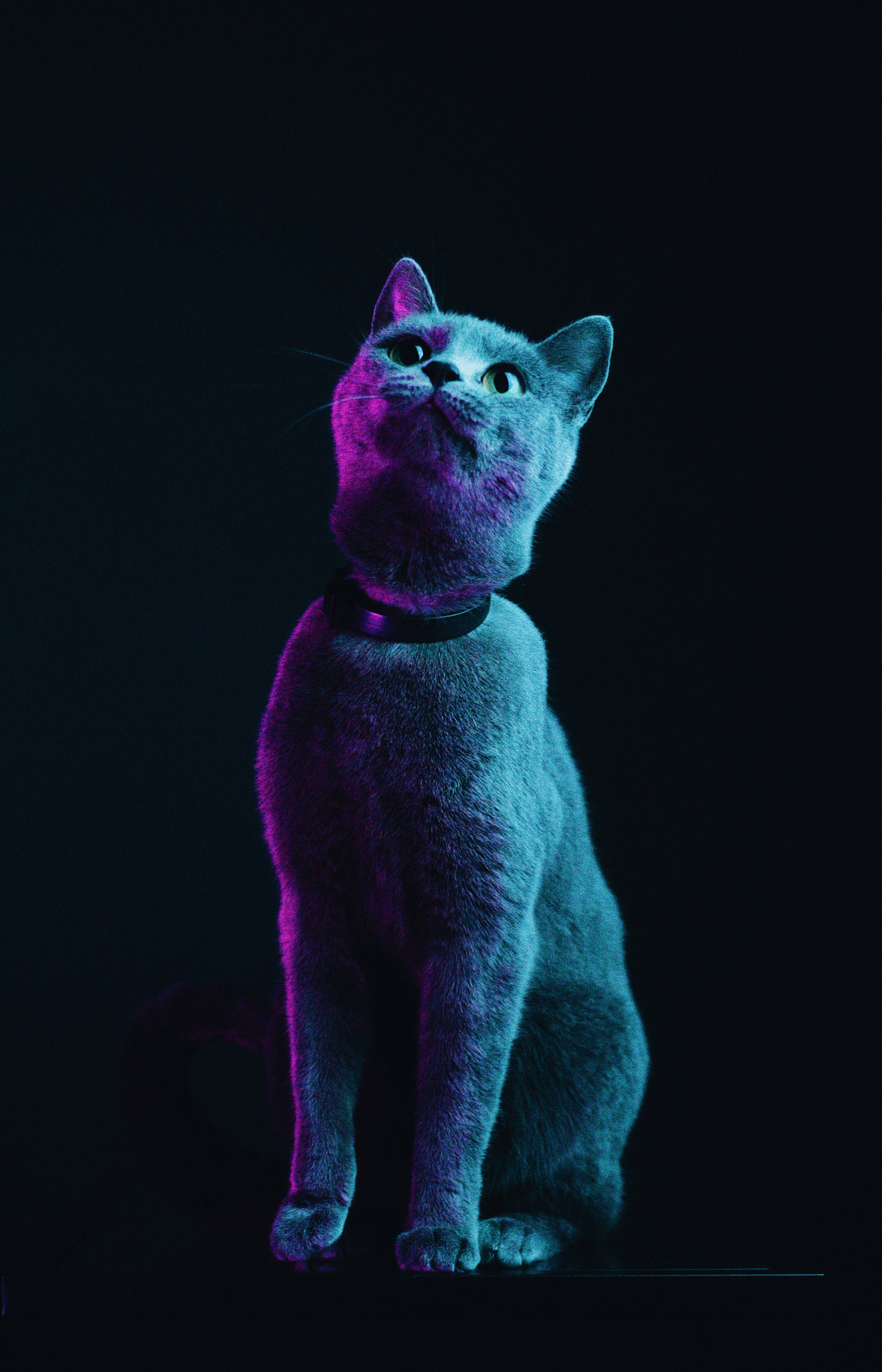 Fluffy Gray Cat Wallpaper