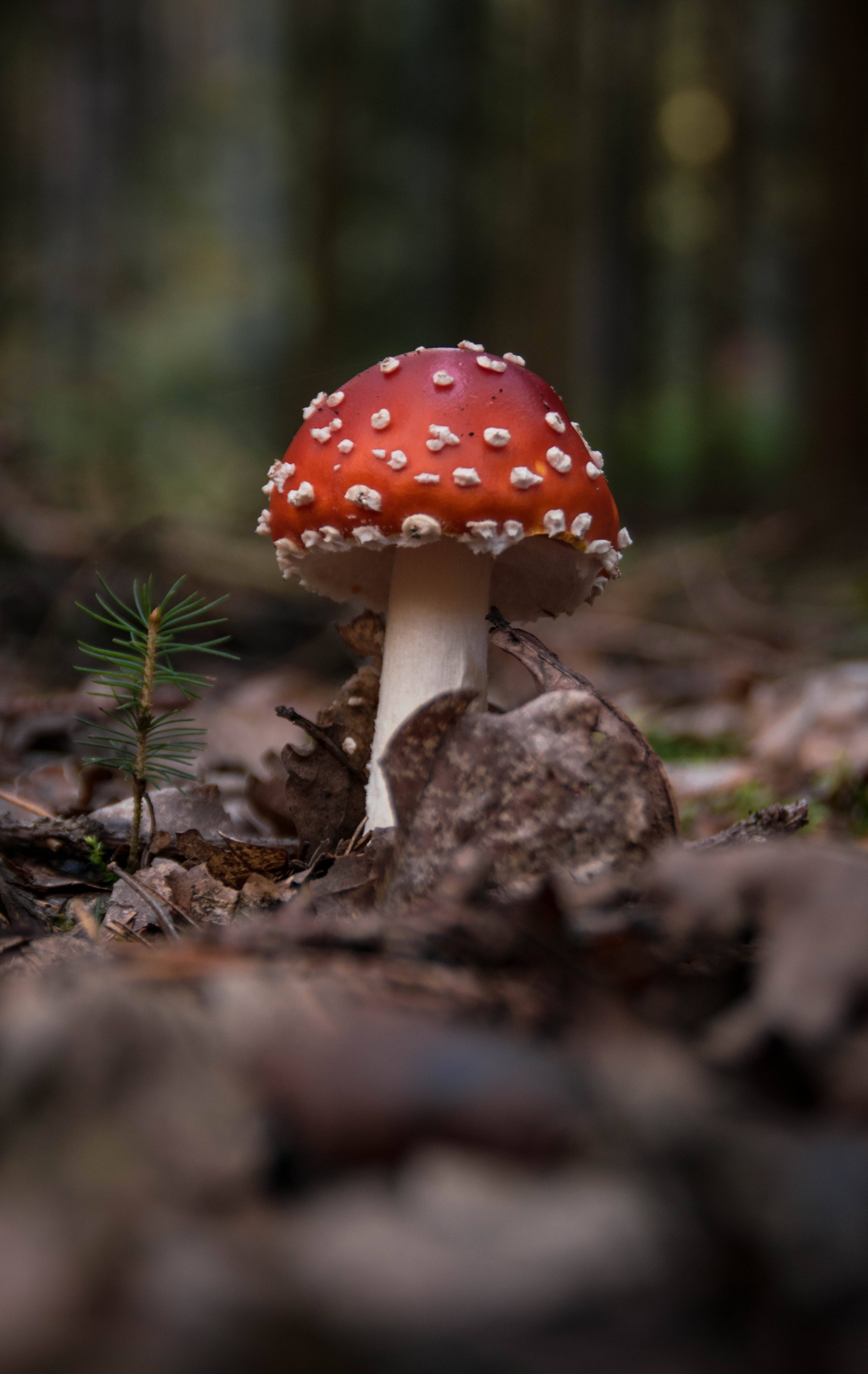 Fly Agaric Mushroom na Lumalaki sa Lupa Wallpaper