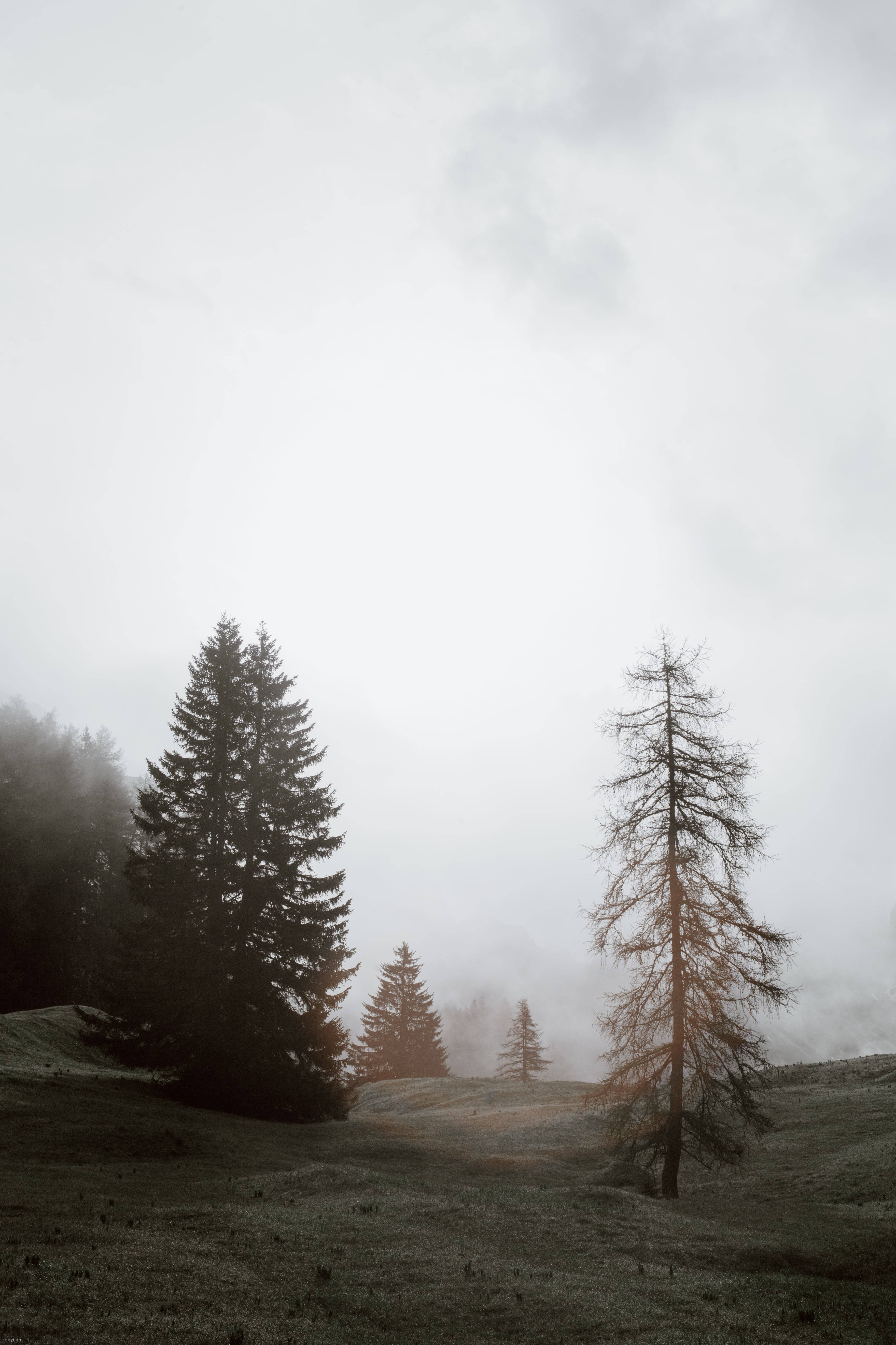 Maulop na Kagubatan na Madilim Wallpaper