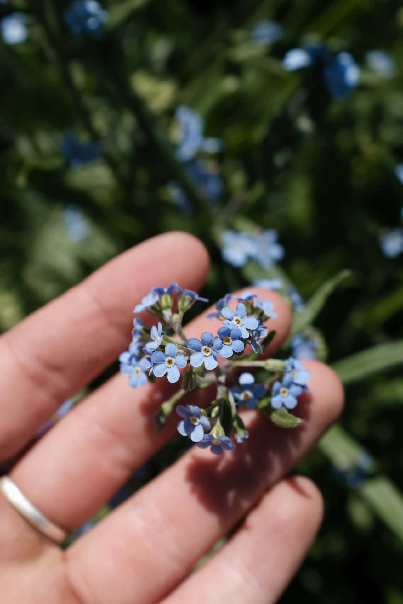 Forget-Me-Nots Blue Flowers Phone Wallpaper