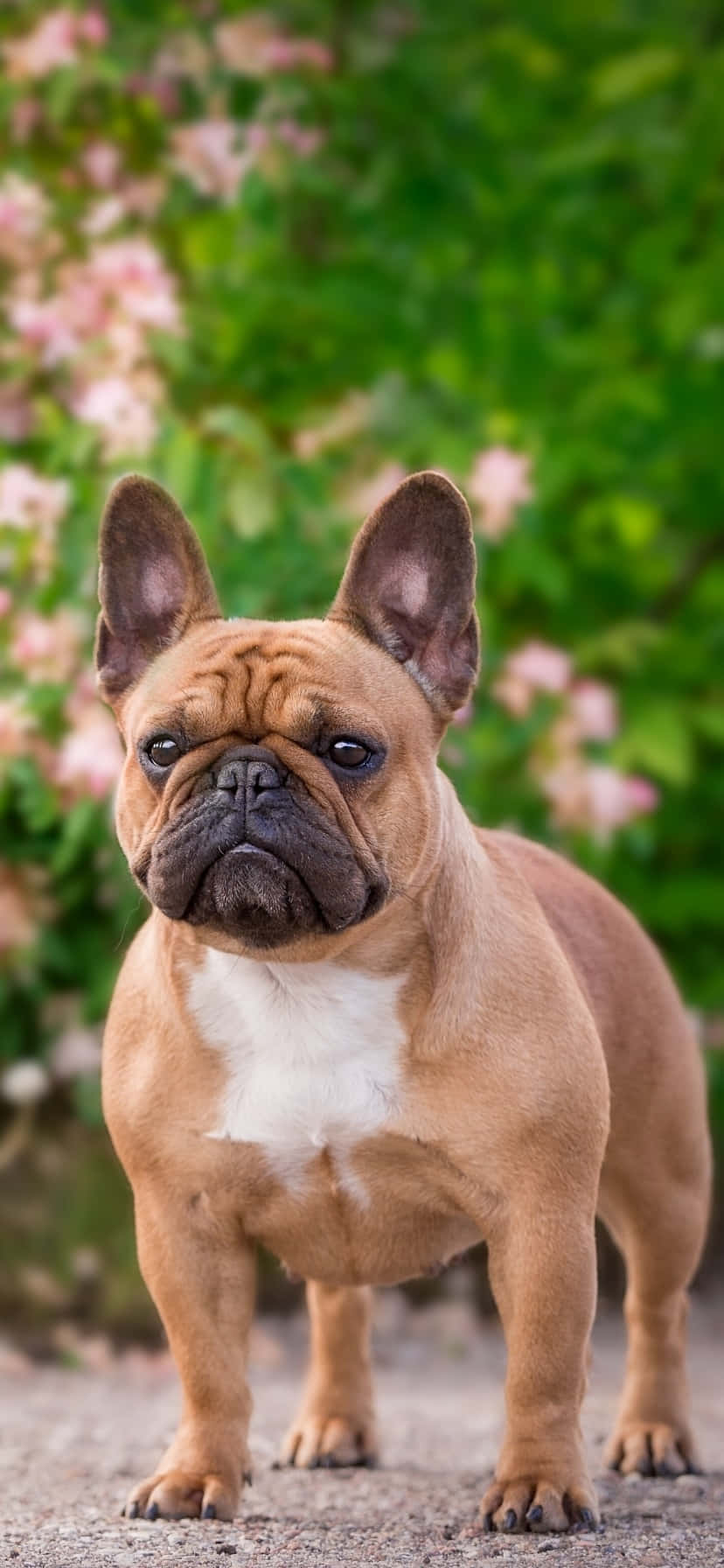 French Bulldog Sa Park Wallpaper