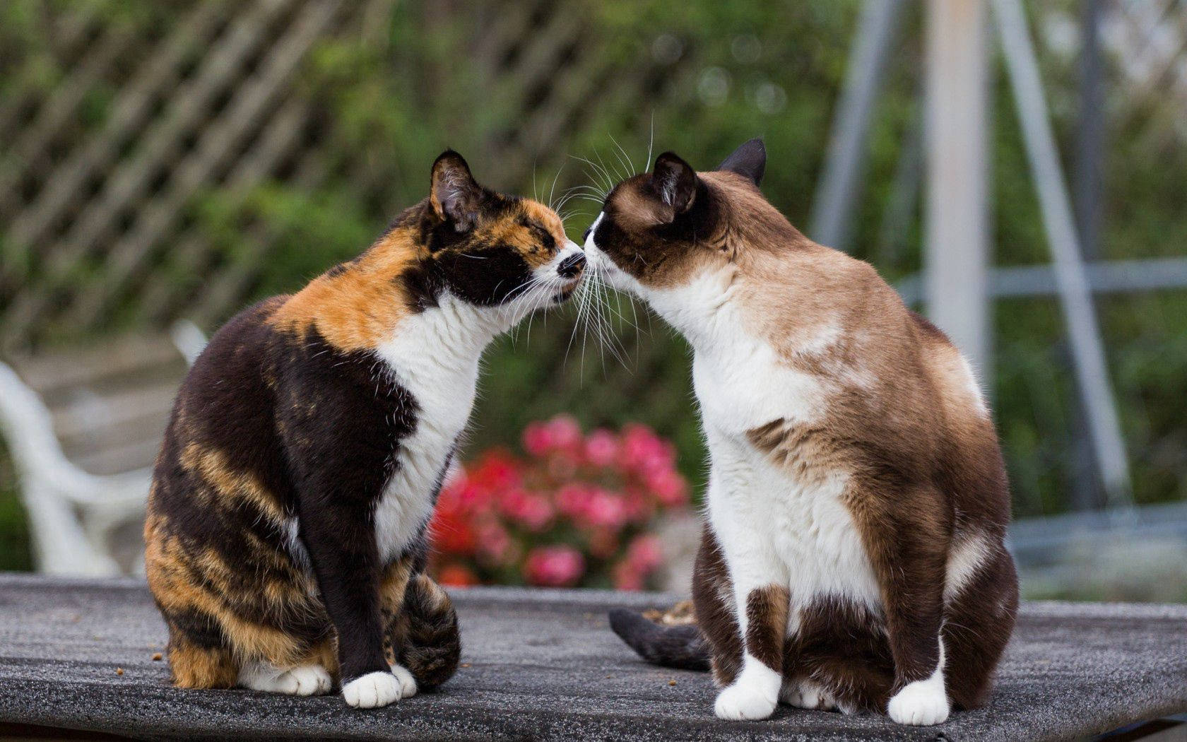 Ang pagkakaibigan ay hindi dumarating sa hugis at laki, ito ay may maraming pagmamahal at purrs 🐱 💞 Wallpaper