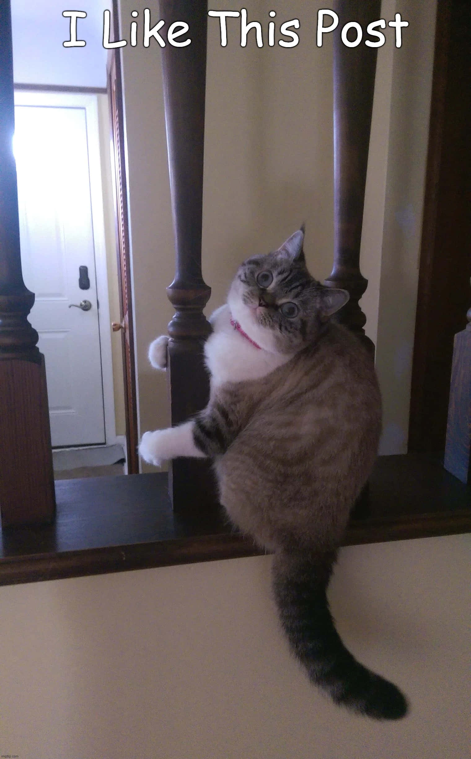 Funny Cat Memes Fat Cat In Post Picture Wallpaper