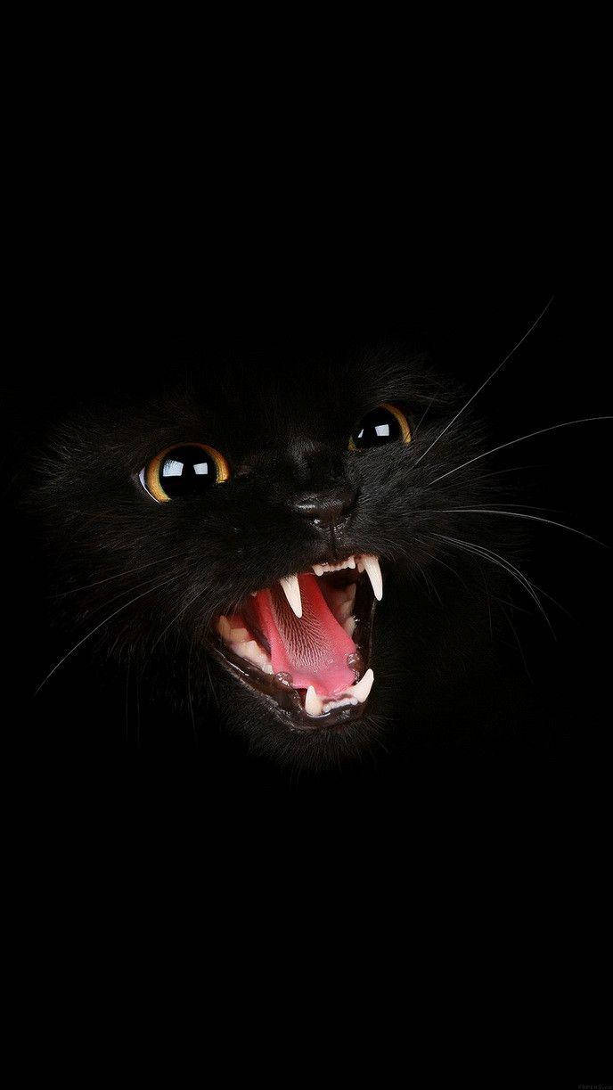 Galit na Itim na Pusa sa Madilim na Screen Wallpaper
