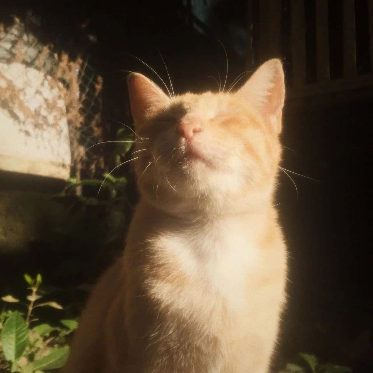 Gawing mas naka-istilo ang mundo gamit ang Aesthetic Cat Wallpaper