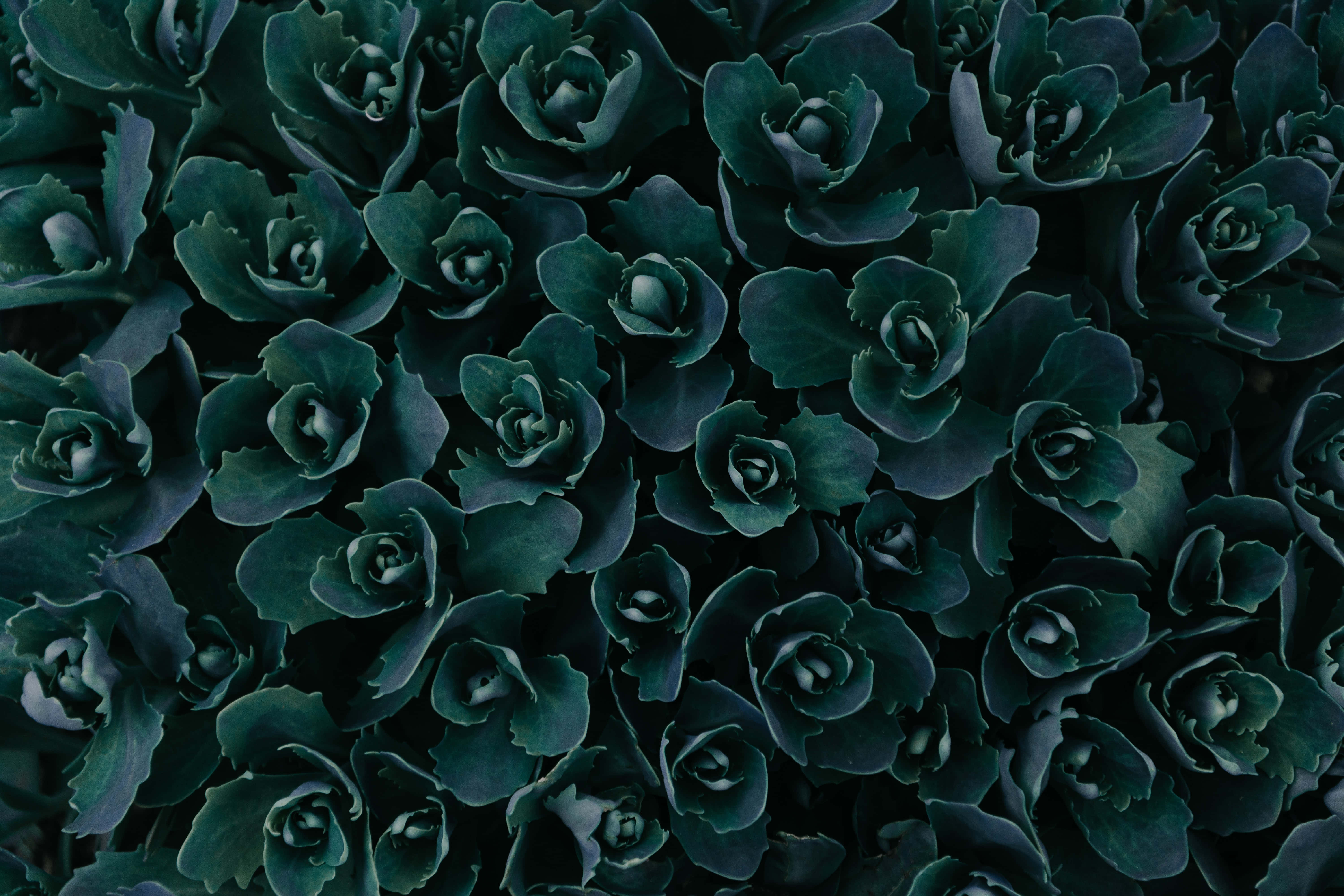 Gawing masigla ang iyong mundo gamit ang isang madilim na berdeng aesthetic. Wallpaper
