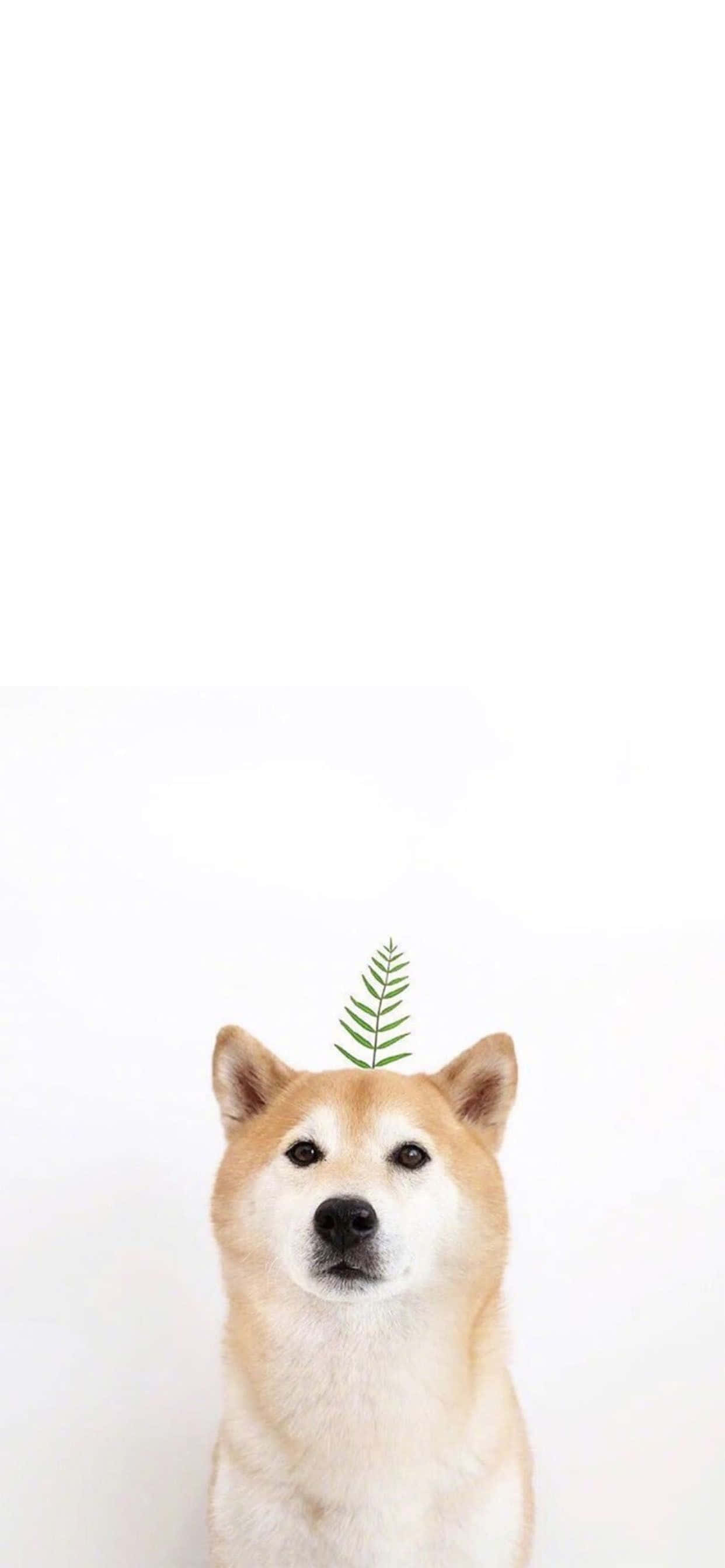 Makalapit sa kalikasan gamit ang adorable na Cute Animal iPhone wallpaper