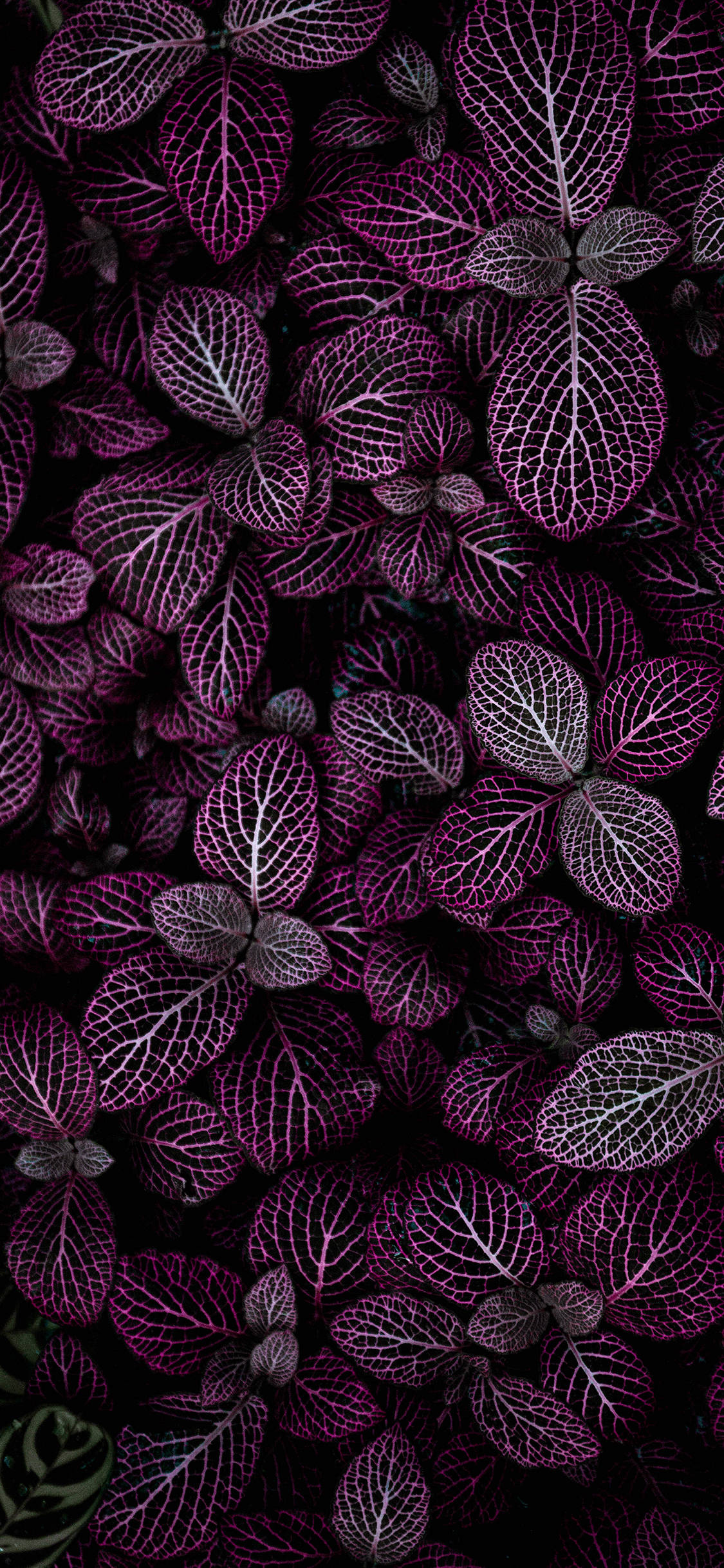 Makonekta sa kalikasan gamit ang Plants iPhone Wallpaper