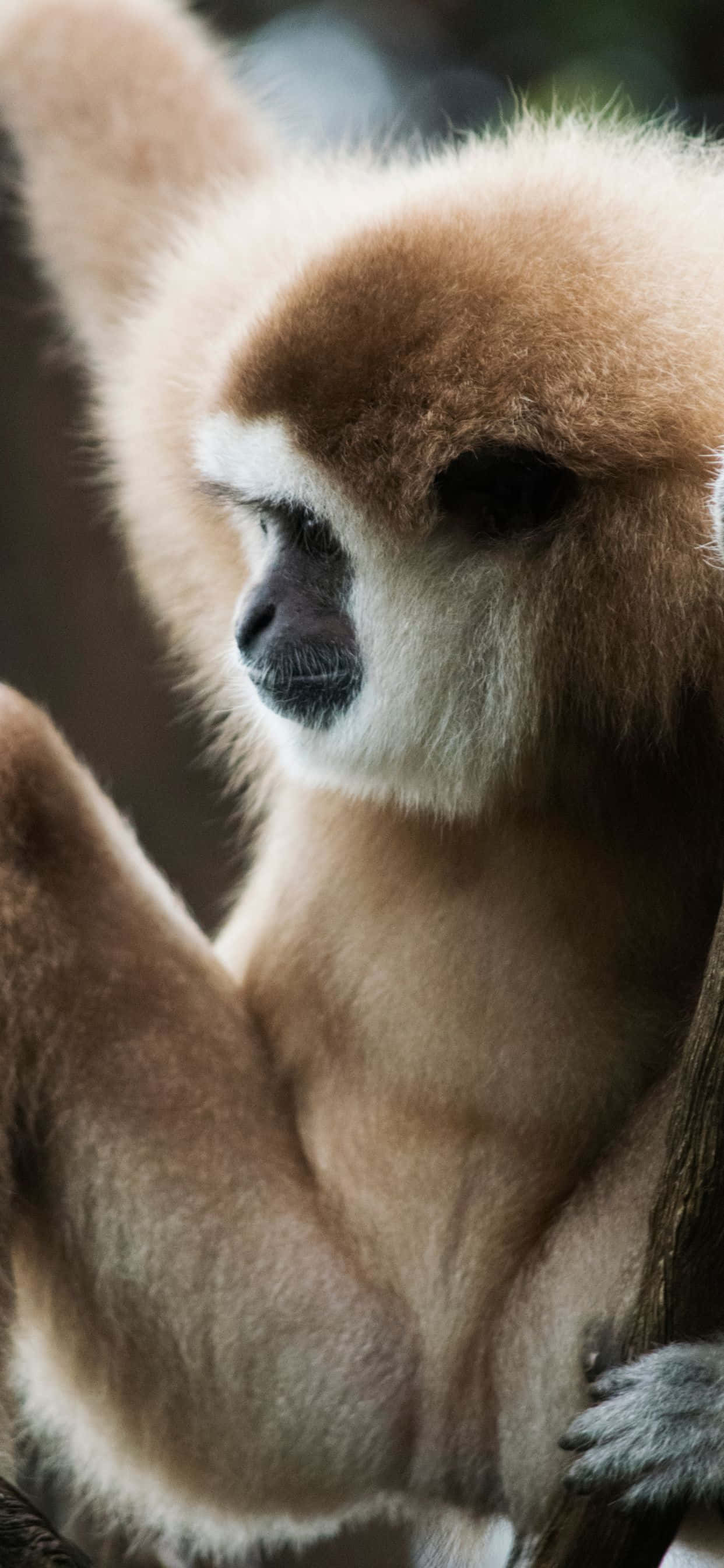 Maging Inspirado ng iPhone Xs Max Gibbon Wallpaper