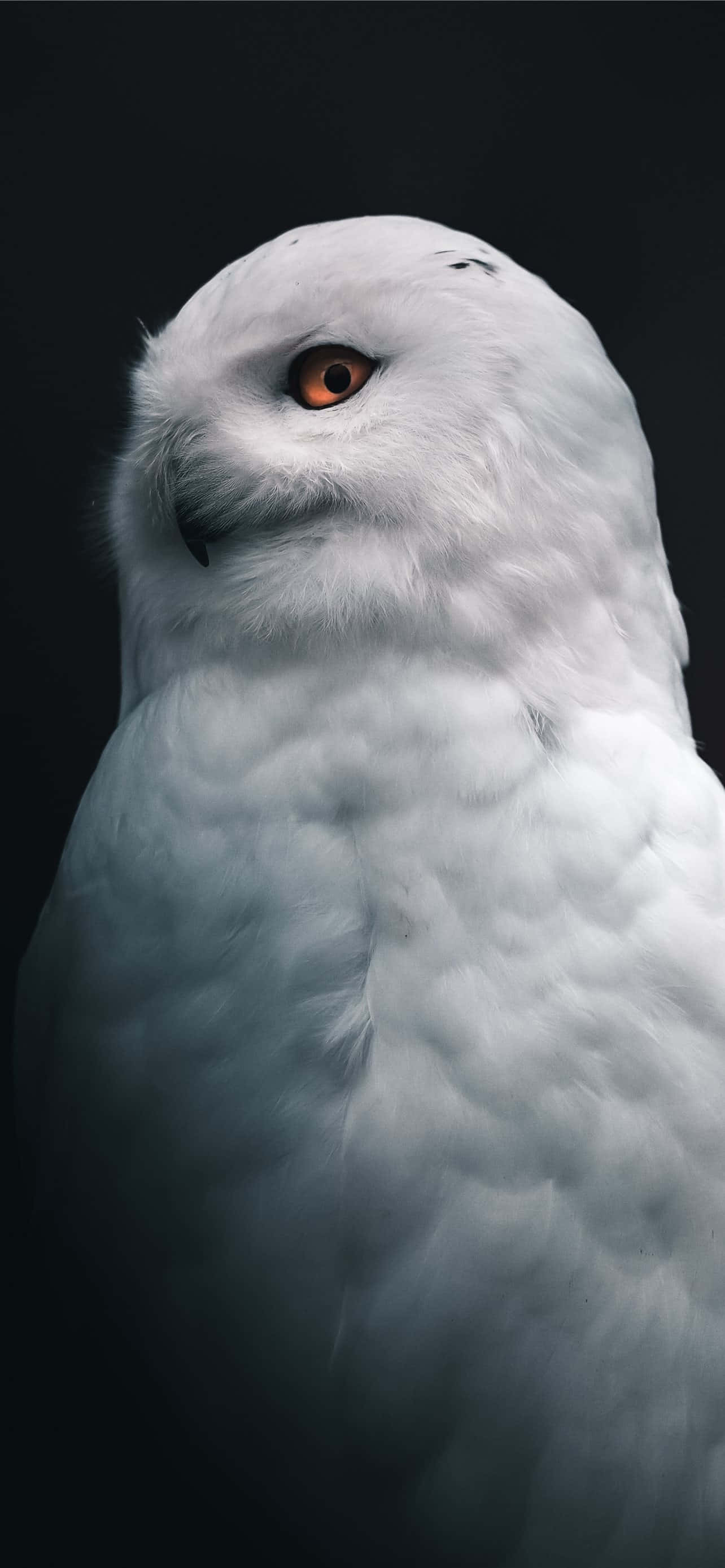 Mawala sa minimalistik na kagandahan ng isang puting Tumblr background. Wallpaper