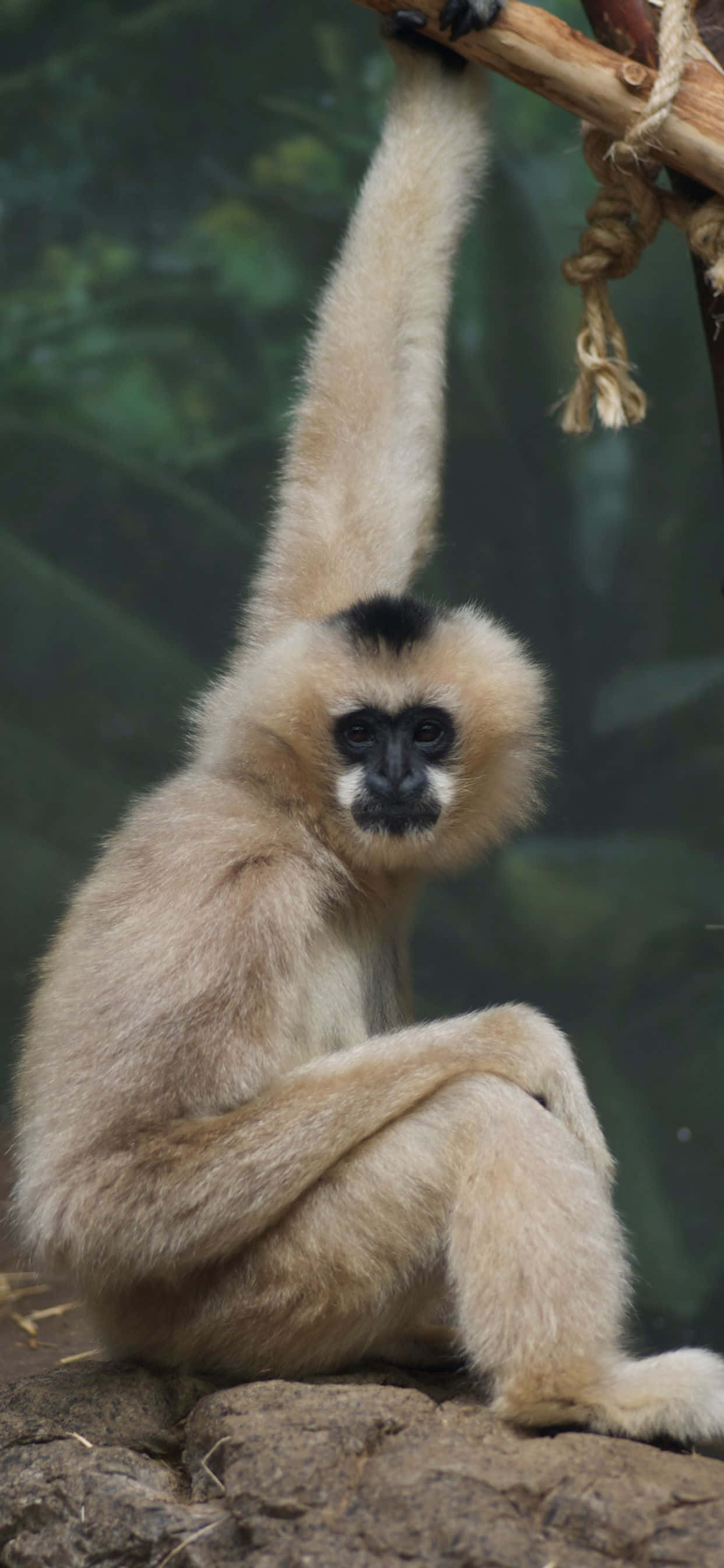 Kunin ang pinakabagong teknolohiya gamit ang iPhone Xs Max Gibbon Wallpaper