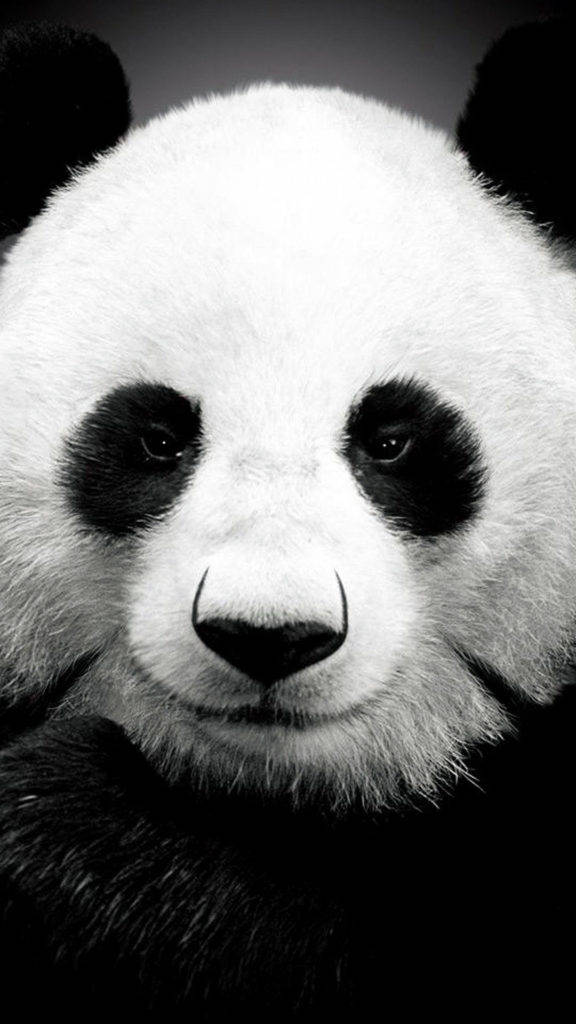 Giant Panda iPhone 6 Wallpaper
