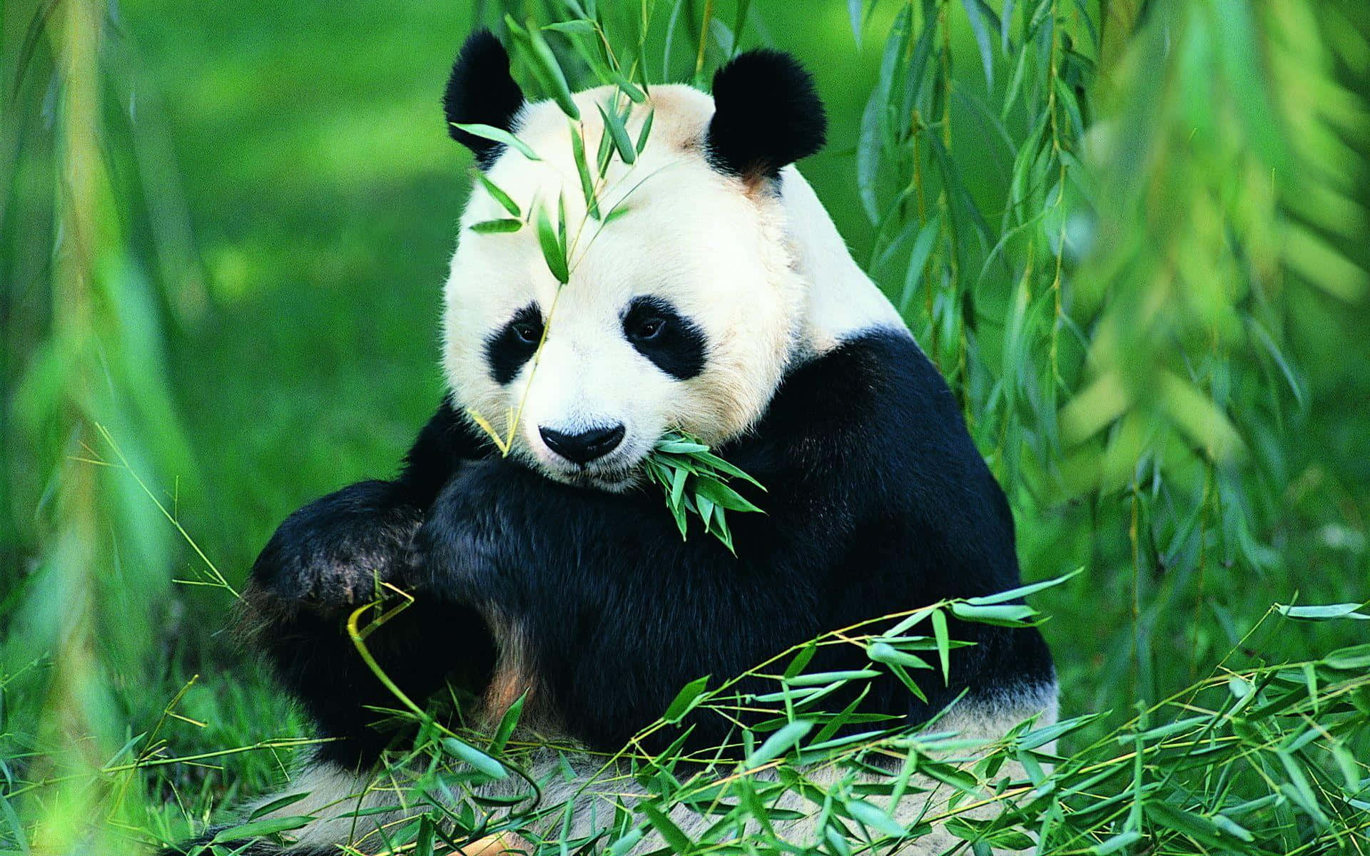 Giant Panda Kumakain ng Dahon Wallpaper