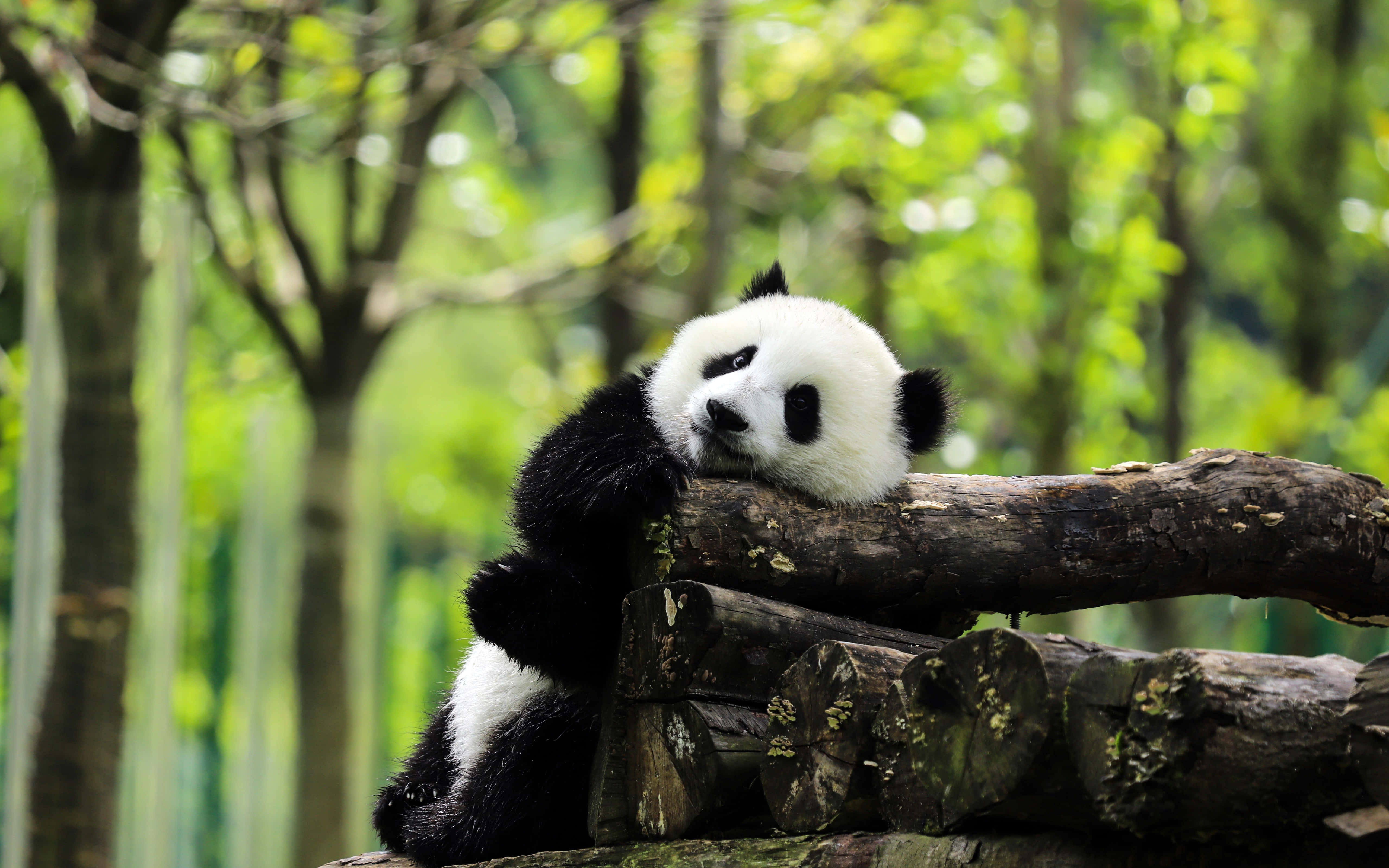 Giant Panda Pile Ng Mga Kahoy Wallpaper
